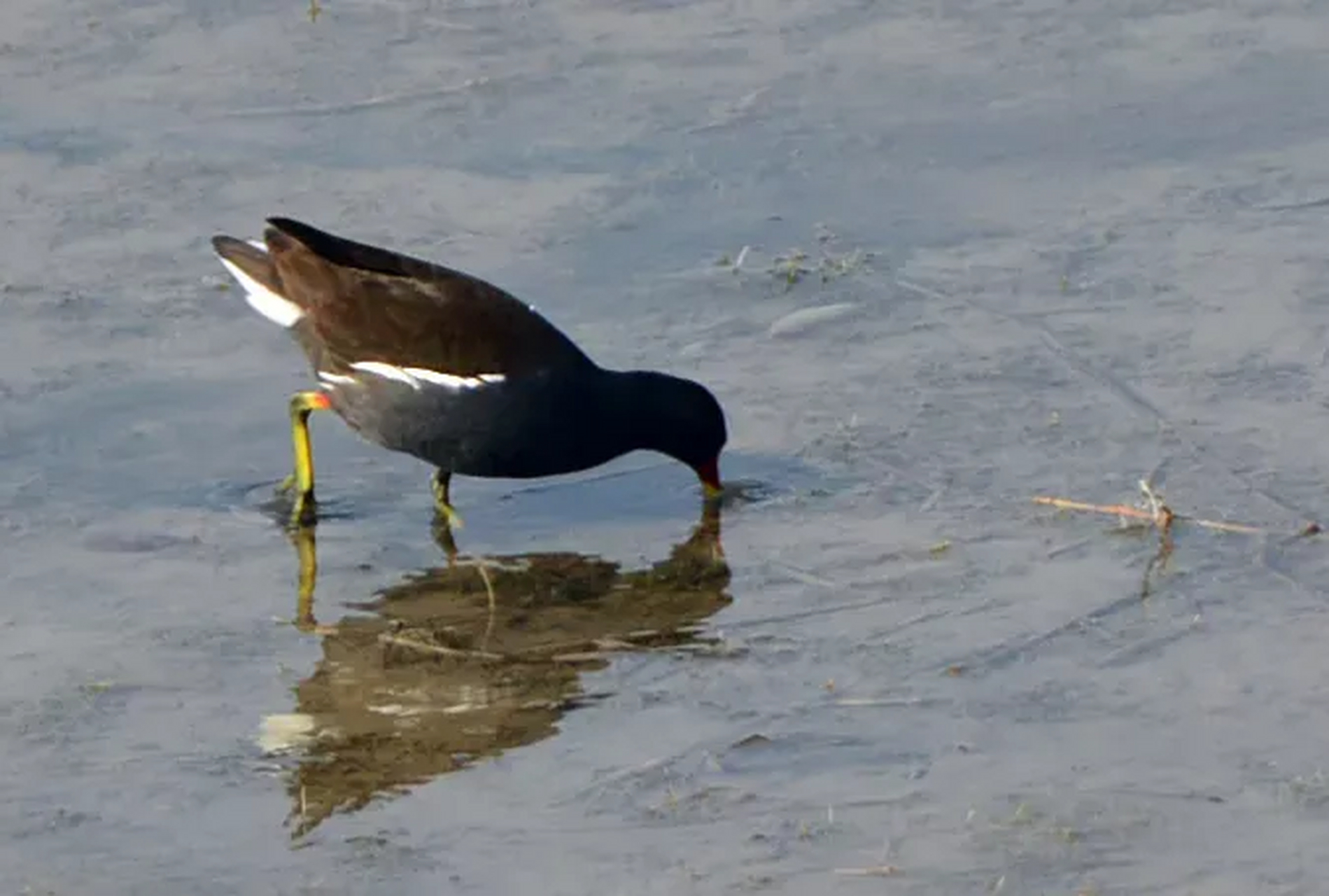 小水鸡全身黑,嘴红的鲜艳,很容