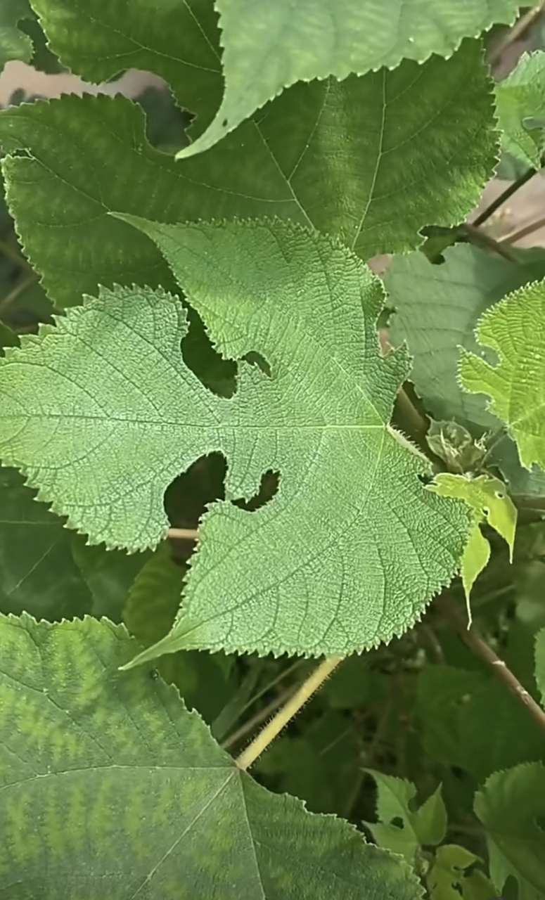 生活# 左图是黄荆叶子煮水可以治荨麻疹,右图是构树叶子煮水可以治