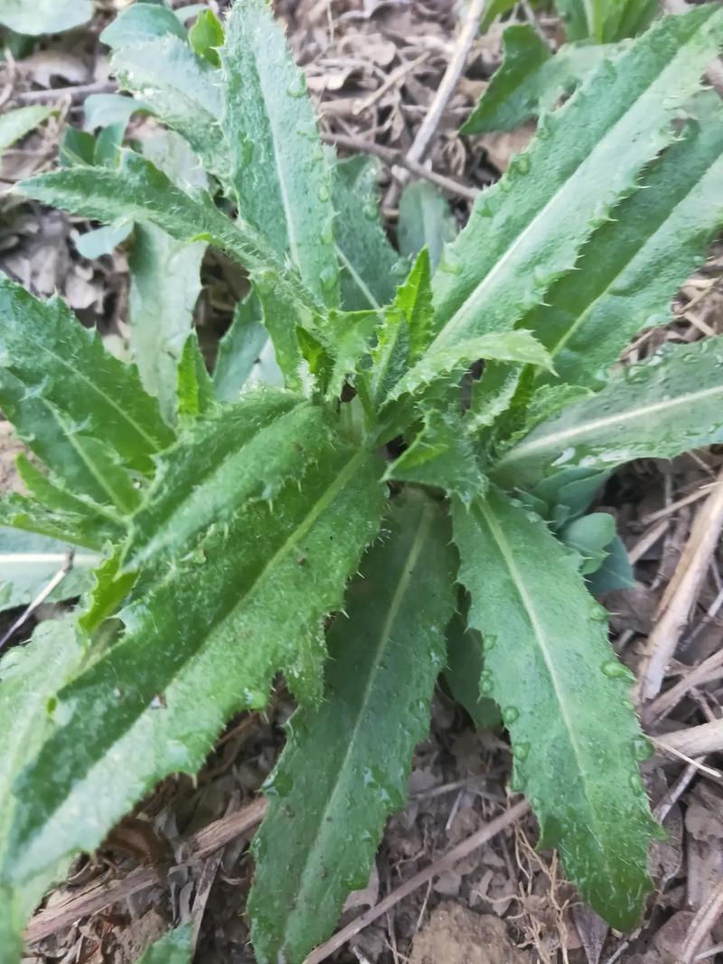 给大家分享个好吃的野菜