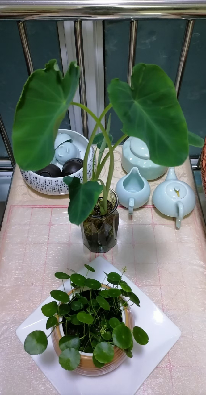 水培芋头,姿态也是十分美好吆,只是怎么拍,都拍不出它入眼瞬即入心的