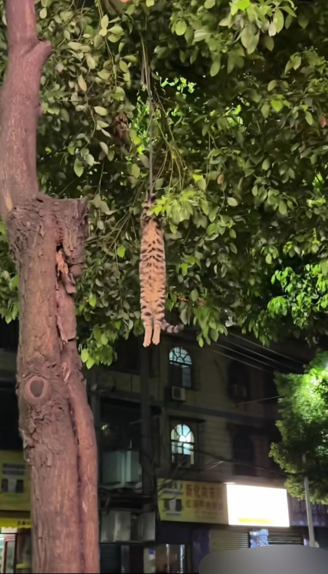 在一颗树上吊死什么意思(一棵树上吊死的人什么心态)