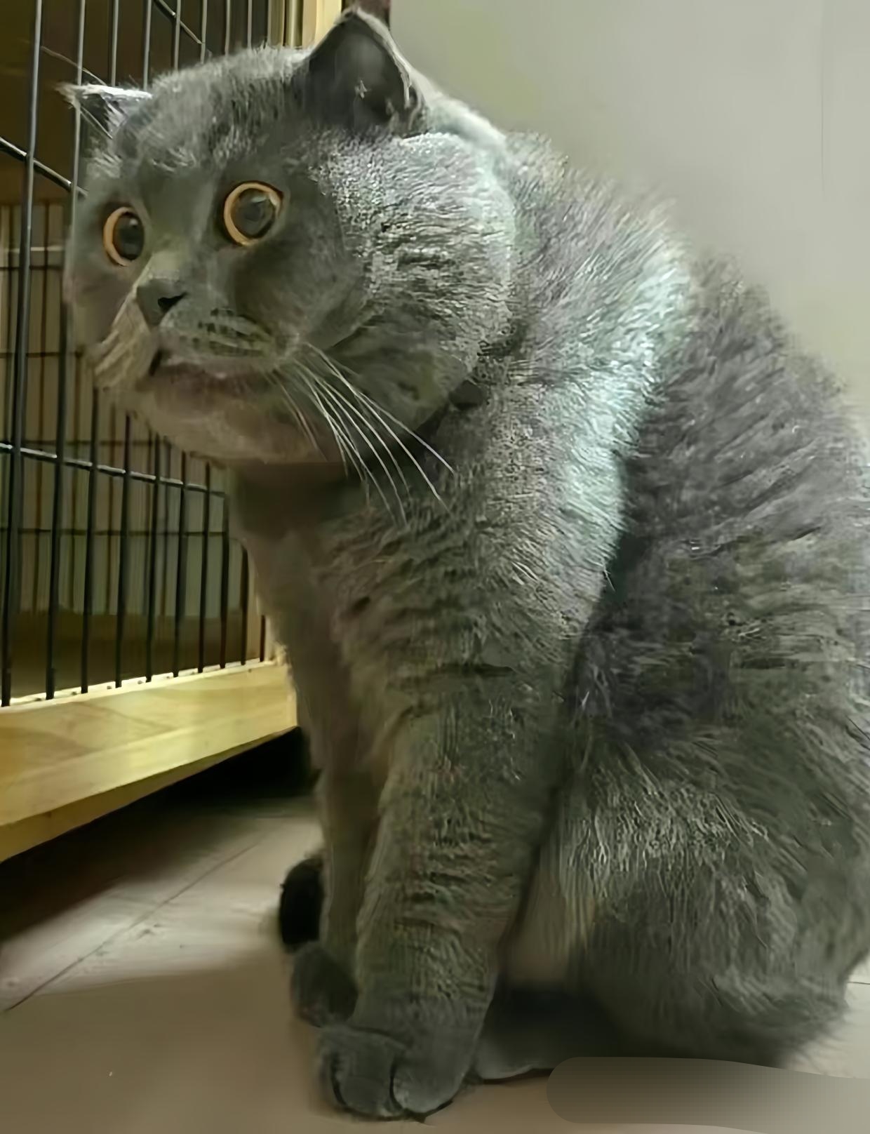 朋友家养了一只蓝猫,胖乎乎的.
