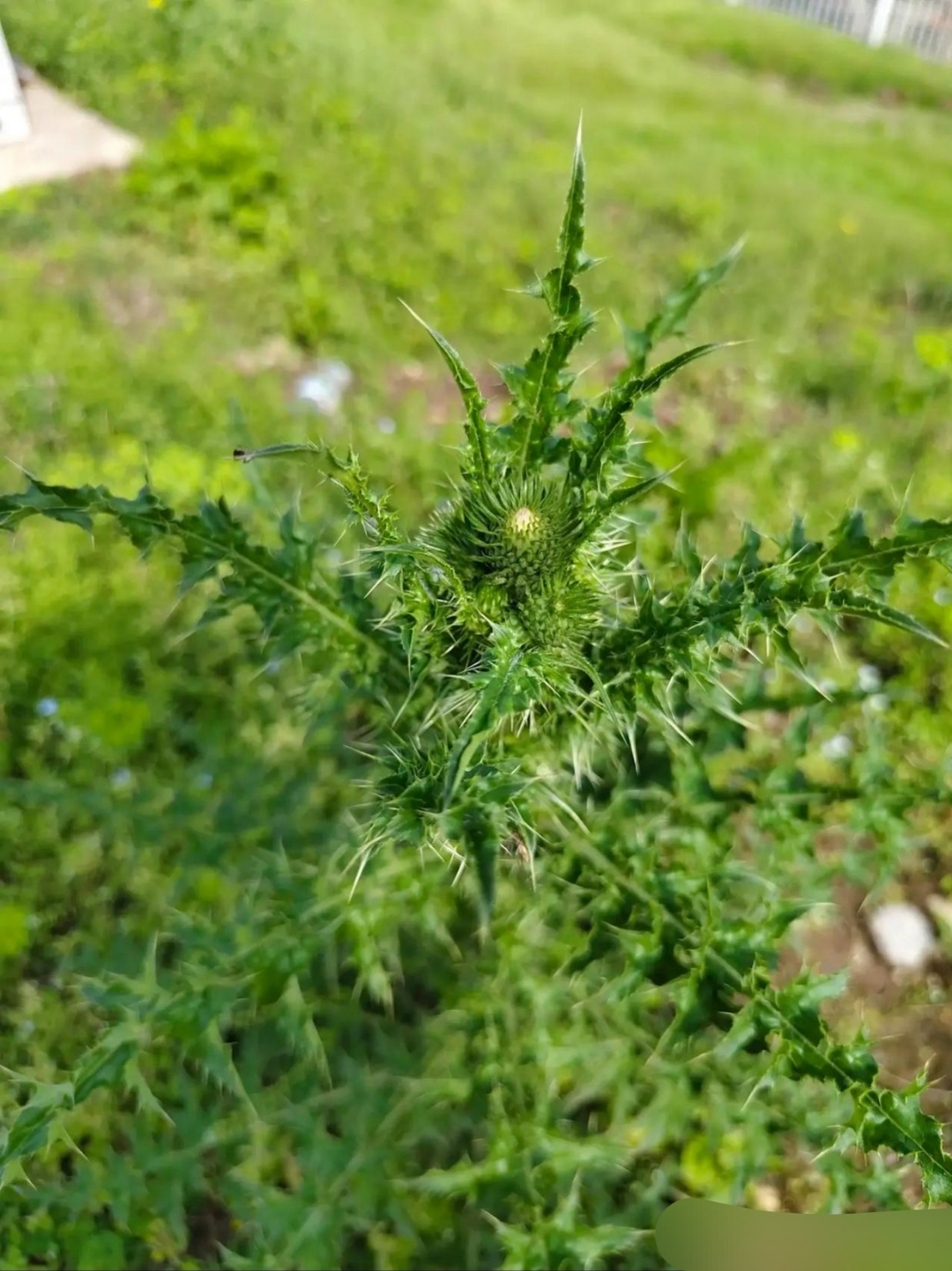 叶子的边缘有锋利的小刺儿,小刺儿扎上人入心的疼,看在叶子中间还有