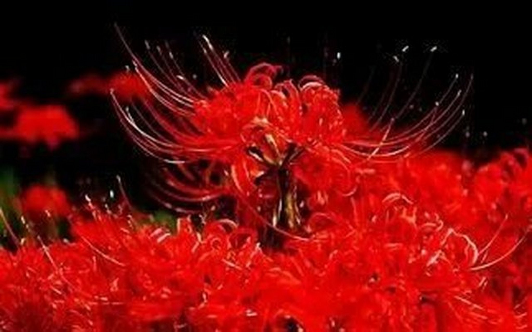 十种象征死亡的花(十种象征死亡的花有哪些) - 123植物网