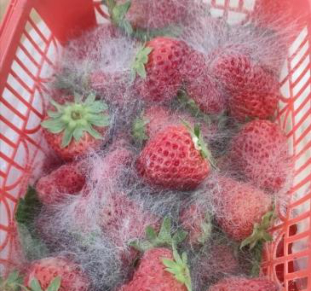 回来后忘记放冰箱了,今天早上起来发现都长毛了,这是放了多久的草莓了