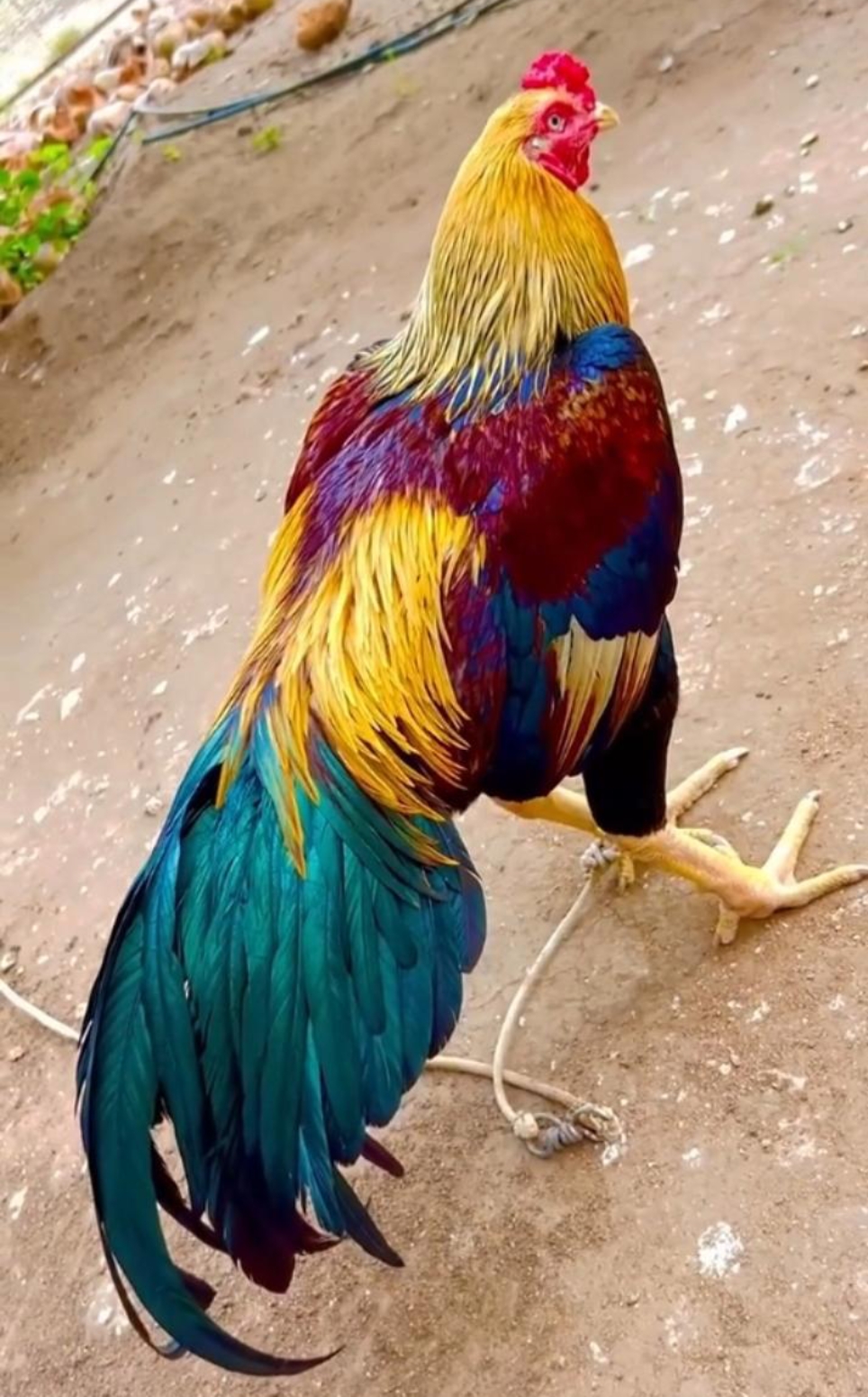 今天去舅舅家里吃午饭,看到他家里有一只特别漂亮的大公鸡,尾巴也特别
