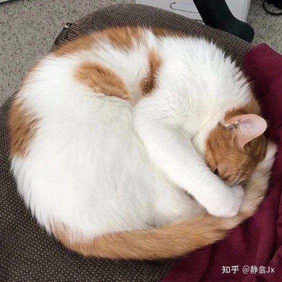 它蜷缩成一个小圆球,安静地睡在地毯上,仿佛整个世界都与它无关.