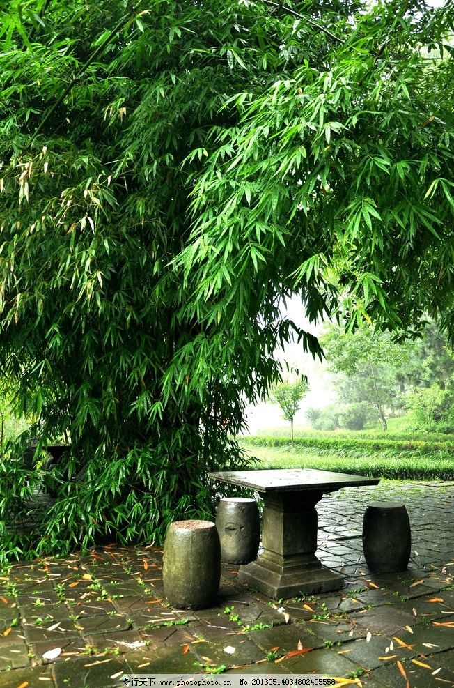 雨后花园,竹树下的静谧时光. 竹子情,竹园梦,竹林故事,前世今生
