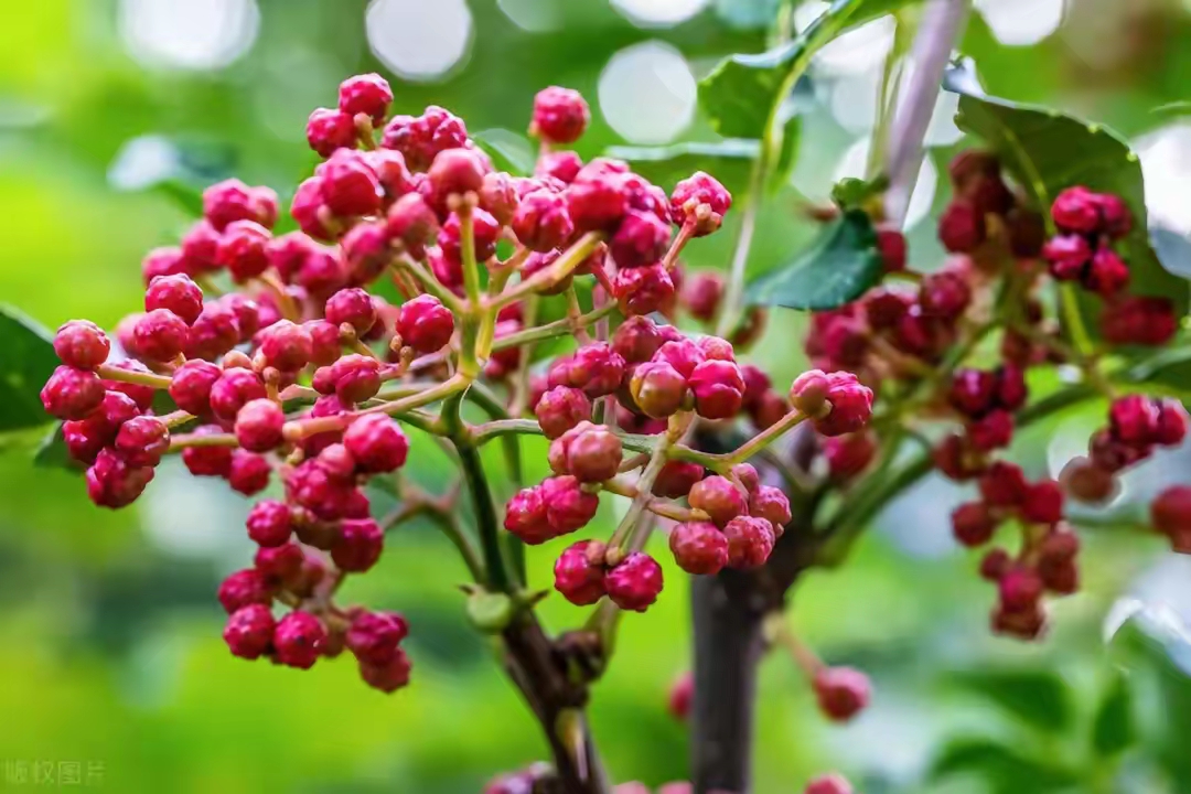 以下是一些主要的古代文献中对花椒的记载: