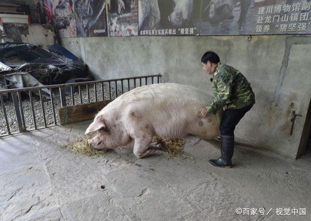 猪坚强,这个汶川地震被武警救出来的猪,是古今中外最幸福的猪.