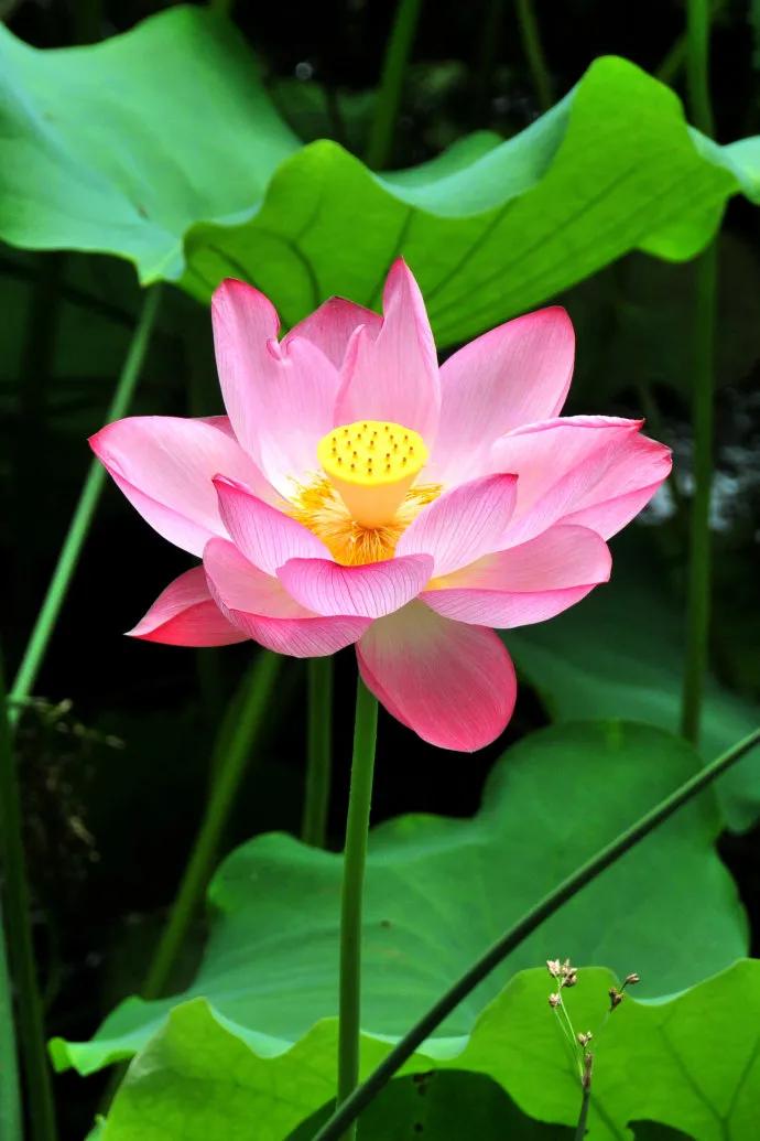 以下是一些两宋时期写荷花的经典诗句:  1.