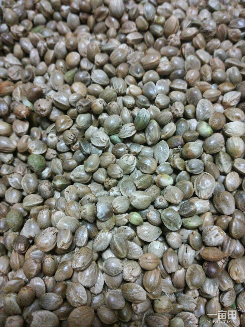 天水人喜欢吃麻子,这是远古的遗俗