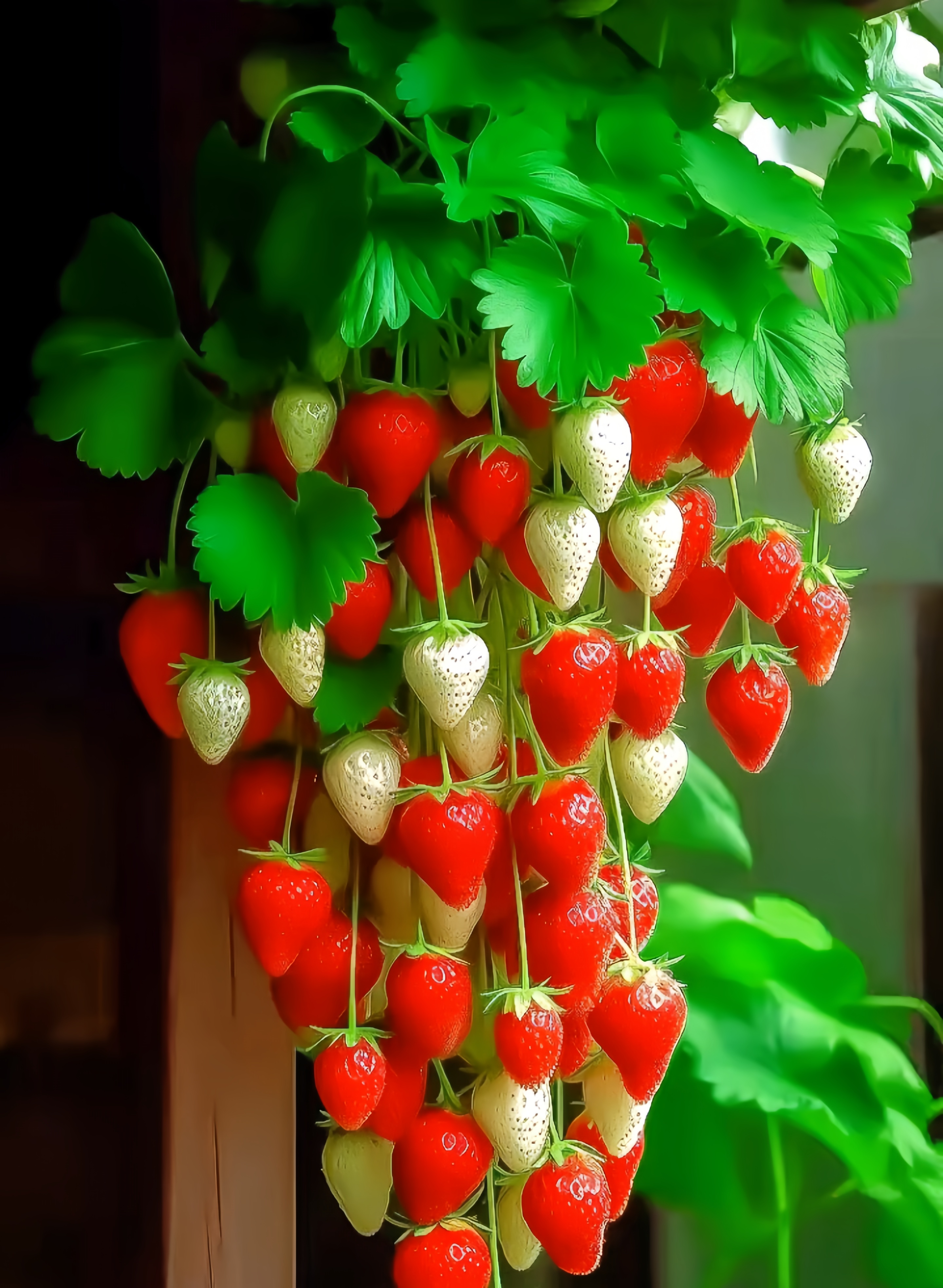 生活需要加点甜,所以草莓更配,因为莓心,莓肺,莓烦恼,快乐加倍.