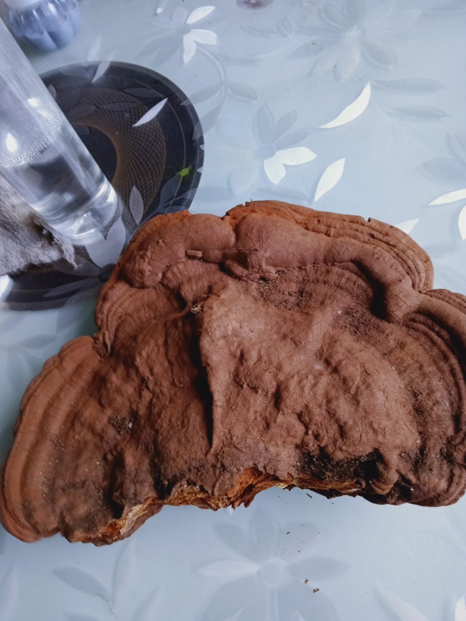 核桃树上长的老木菌有什么用啊
