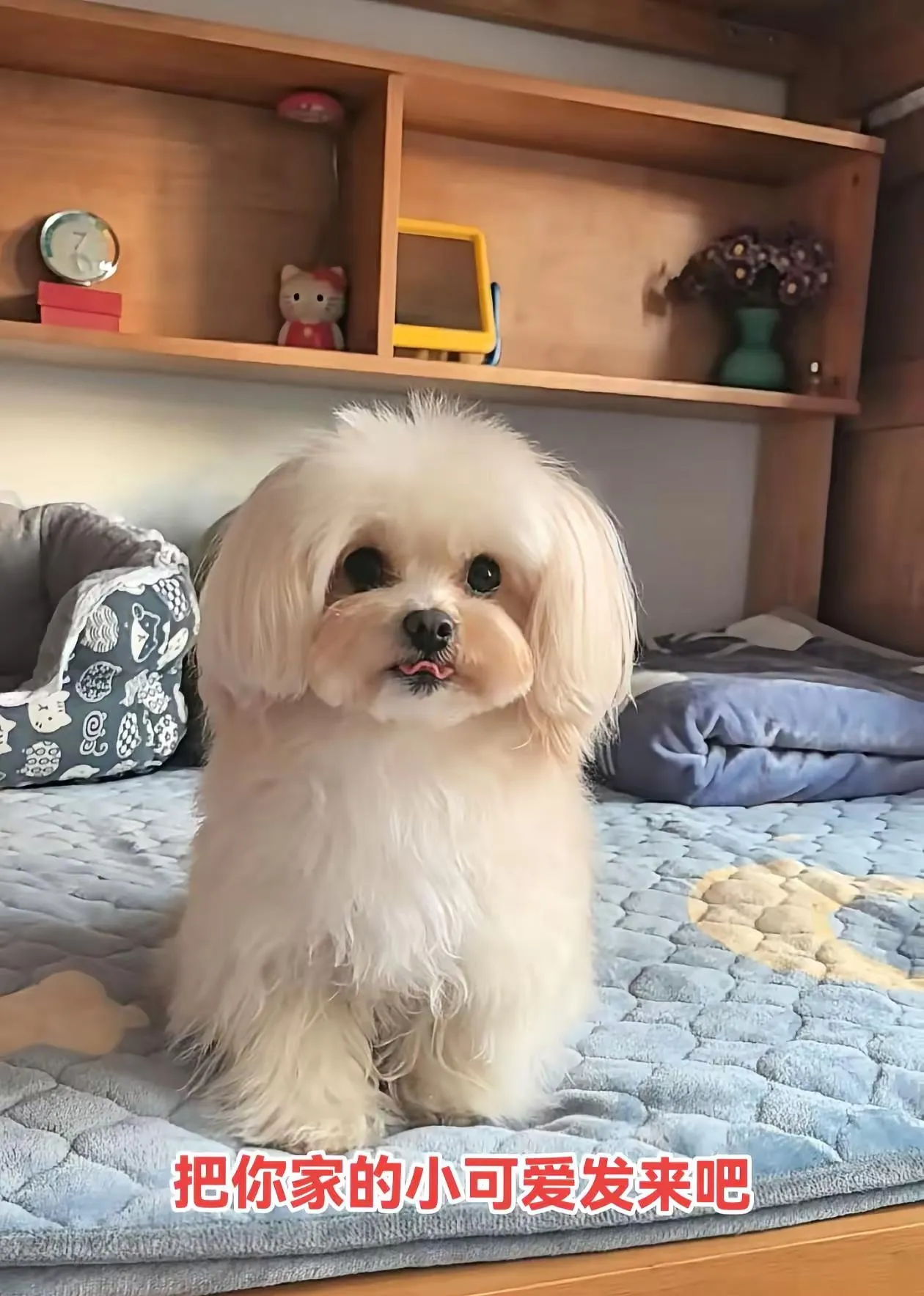 满心欢喜网购一只比熊,三个月后竟发现是串串,小姐姐当场崩溃大哭,这