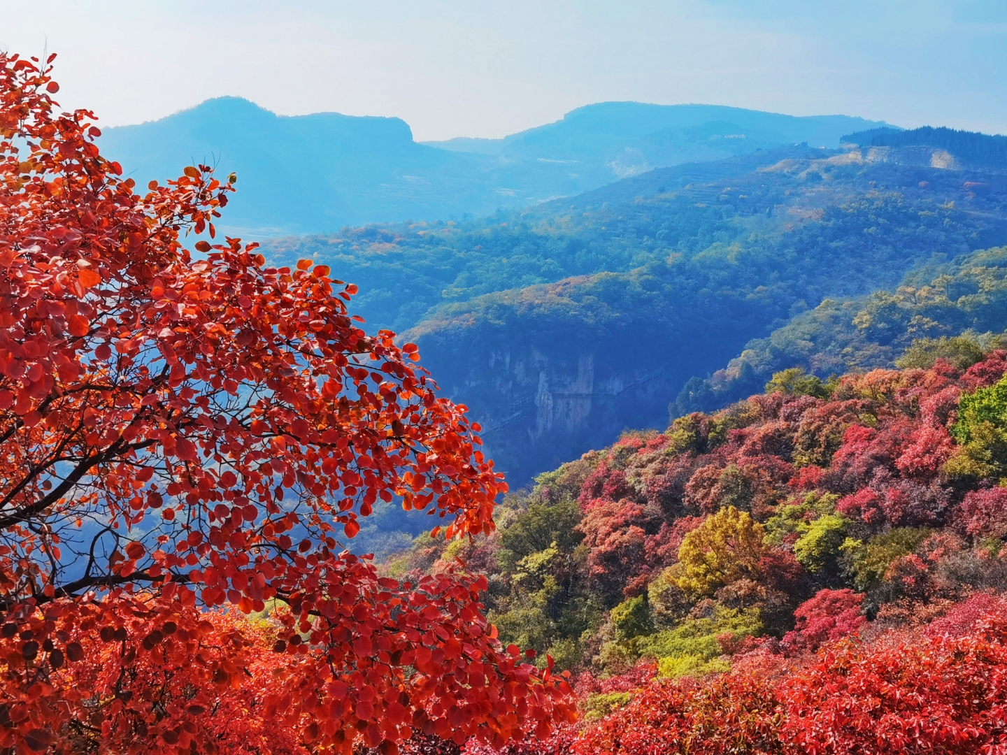 博山红叶柿岩古村有"山东小丽江"之称,白天繁花似锦,夜晚灯光云雾缭绕