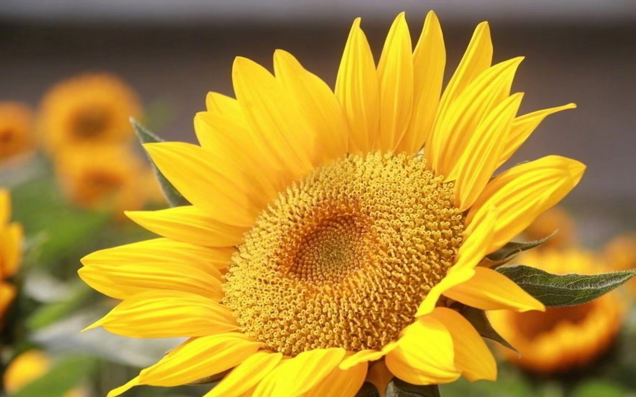 向日葵是我最喜欢的花之一,每当我看到它们,都会被它们那份积极向上