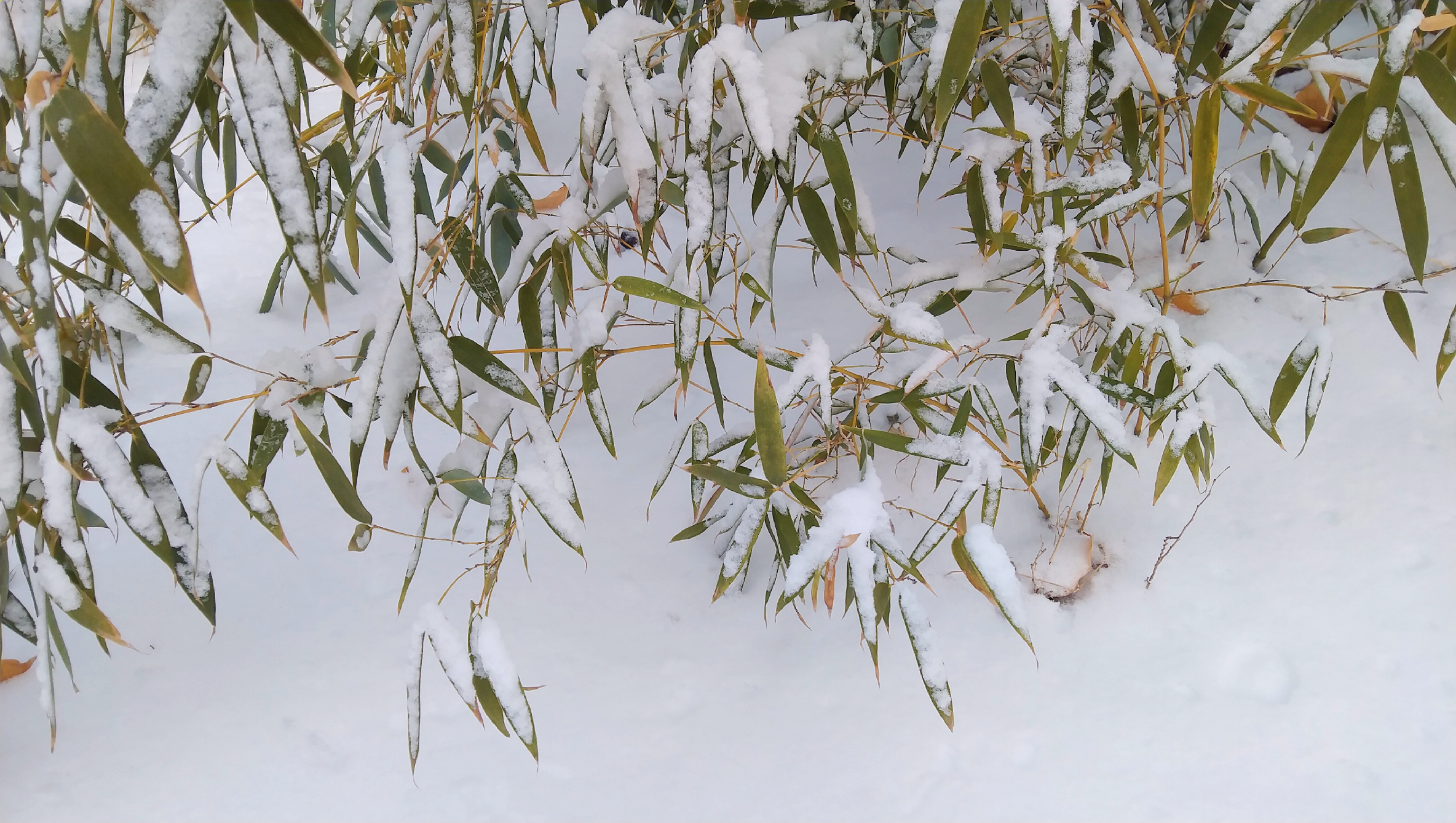 2月图文动态激励计划#雪竹 竹林雪景:冬日里的清新与静谧  在一片