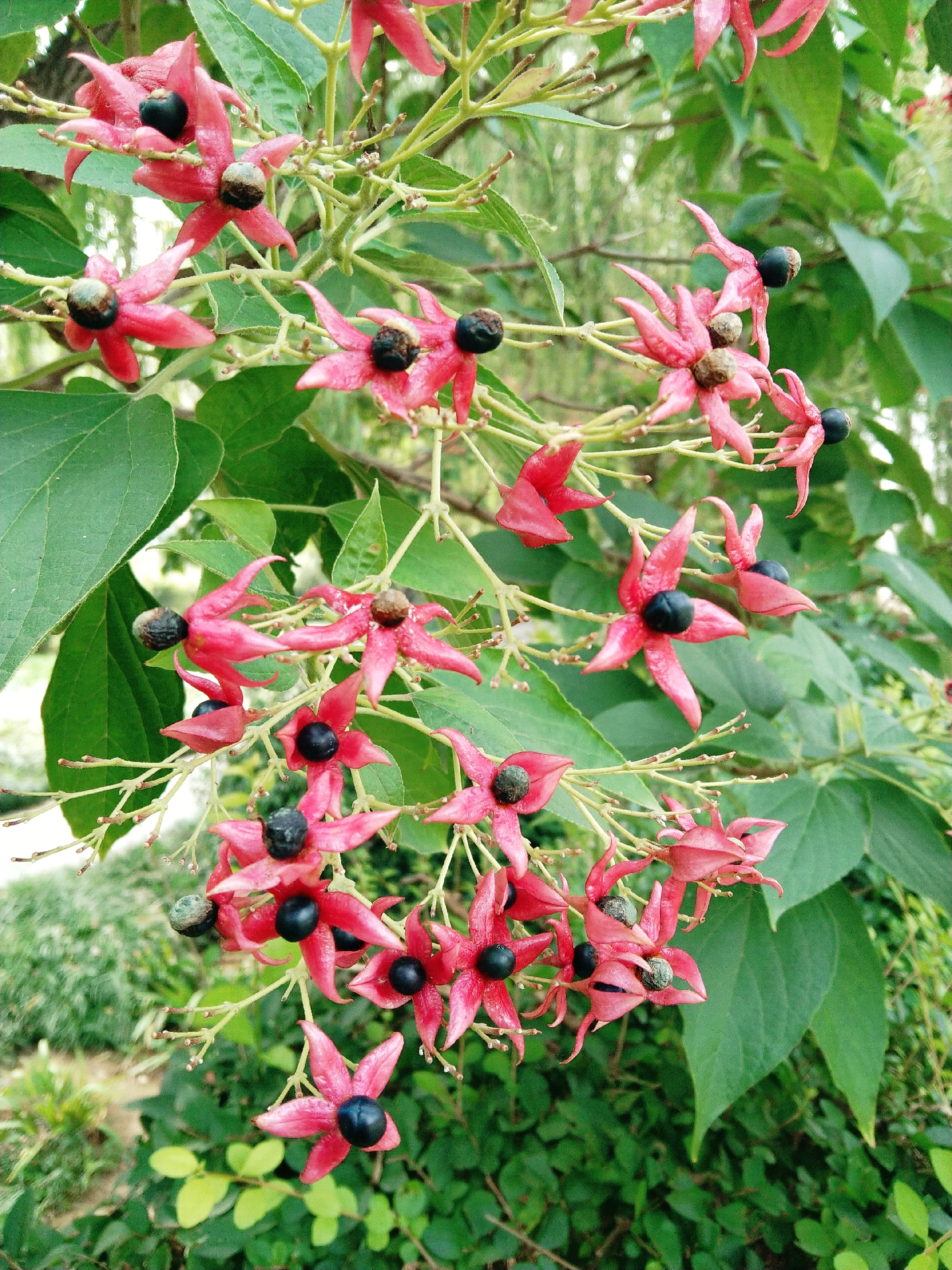 一枝海州常山果, 繁星点点绿枝头. 秋日阳光映照下, 诱人美味藏其中.