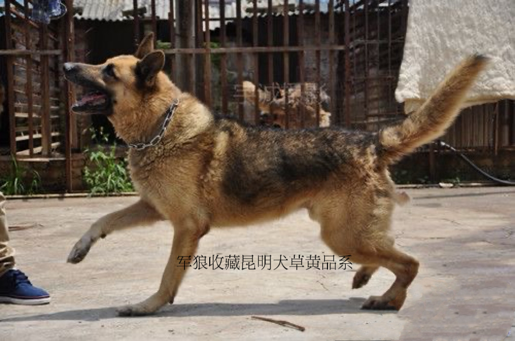 昆明犬草黄体型多大图片