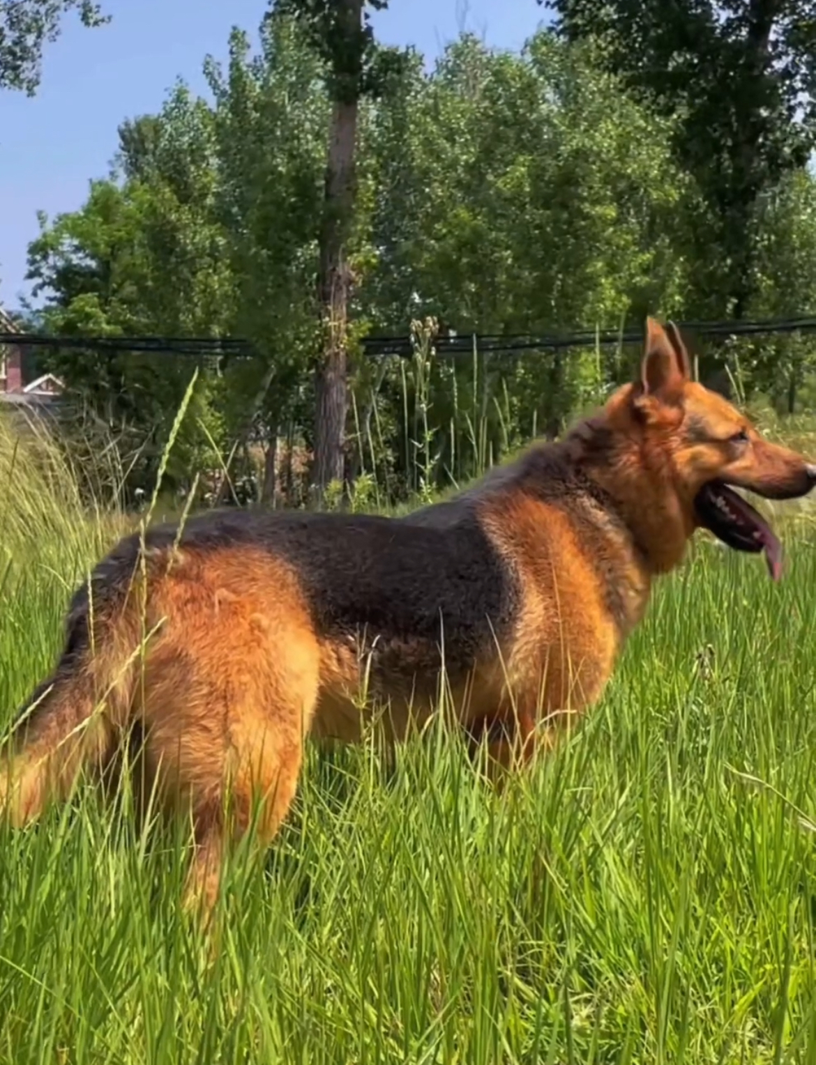 顶级昆明犬黑背图片