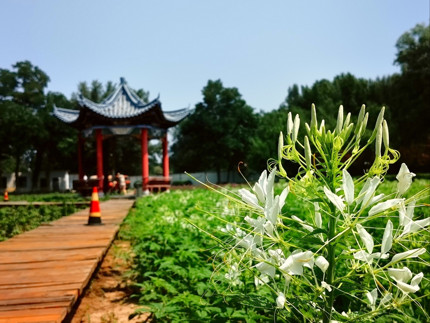 包头南郊公园有个"七彩花田" #记录我的城市吧#包头南郊公园