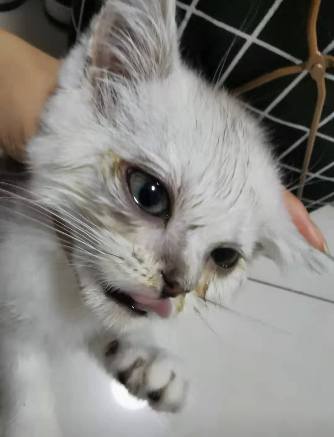 天气转凉,猫咪猫鼻支又犯了 国庆节带着猫咪回家了,那段时间天气转凉