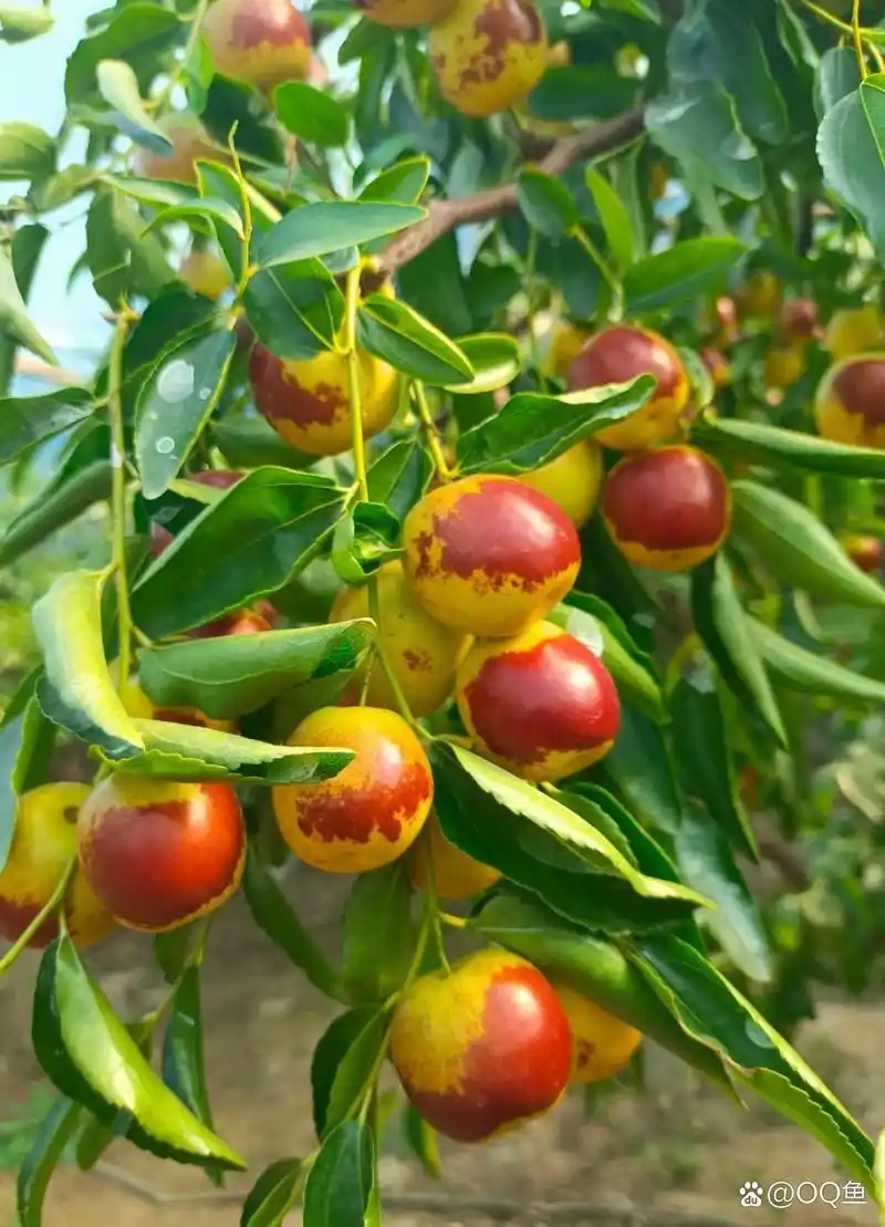 这种红枣特别大,形状为圆柱型