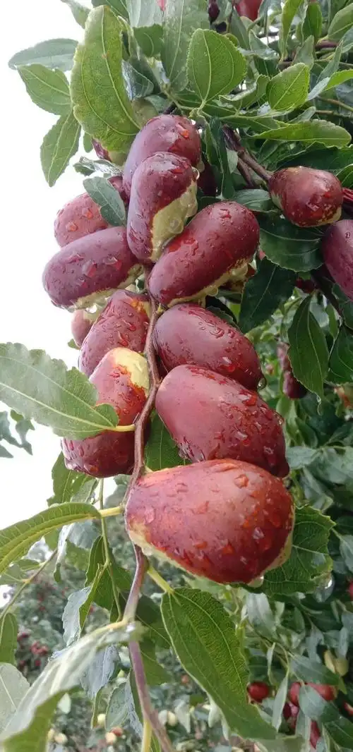 这种红枣特别大,形状为圆柱型