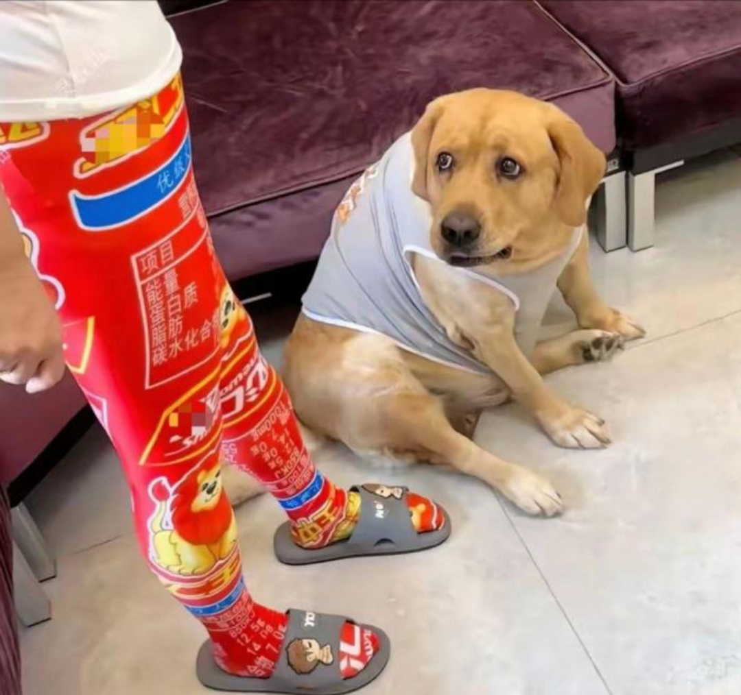 秋裤,自从穿了这条秋裤,二哈那一脸嫌弃的眼神,都能拉丝,表情绝对到位