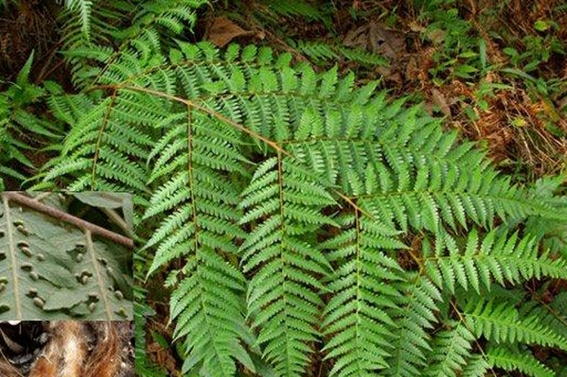 他的名字叫(金毛狗脊)别名:金毛狗,黄狗头