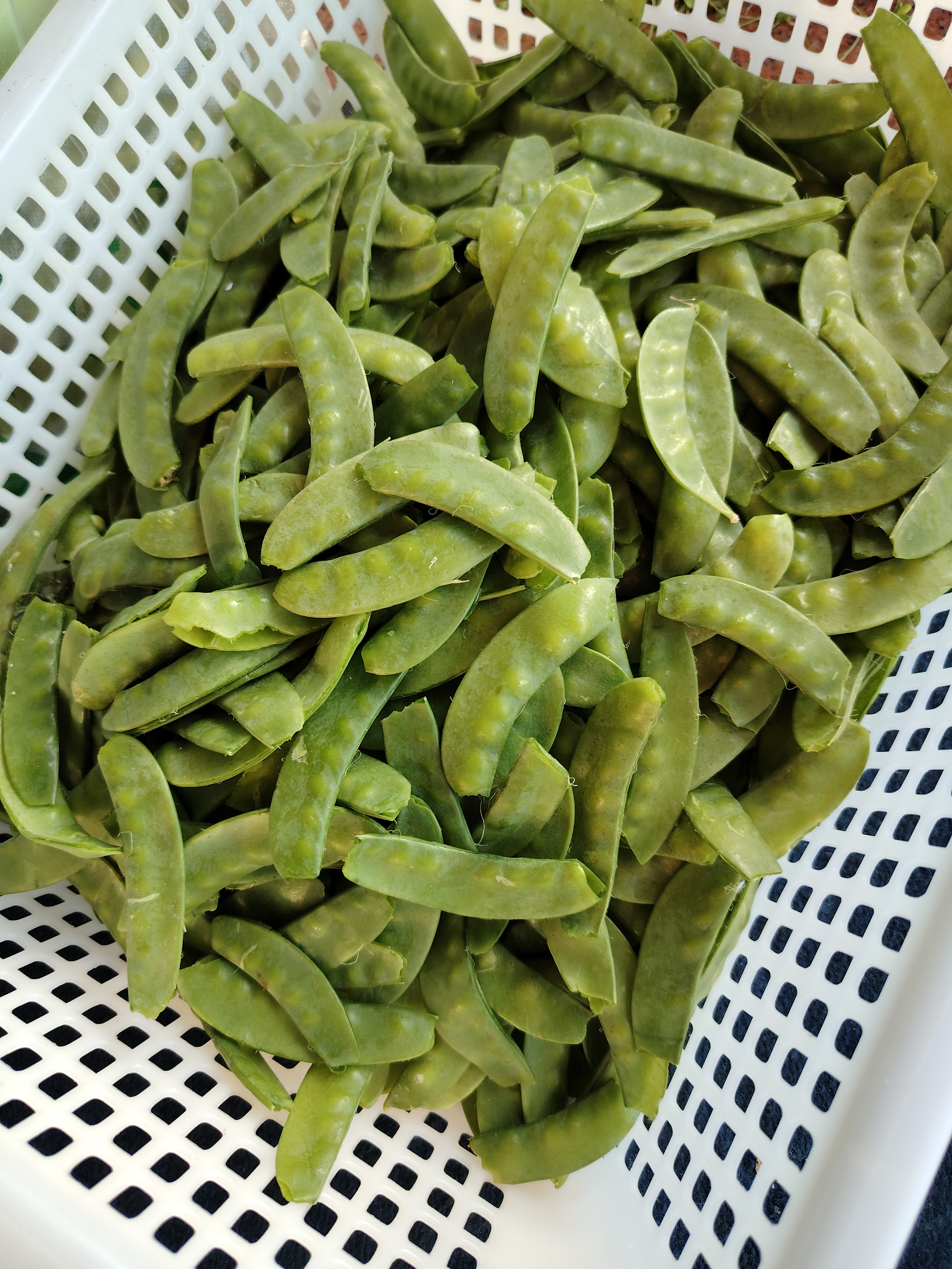 今天买菜的时候,偶然发现了一袋青豆,看上去新鲜极了!