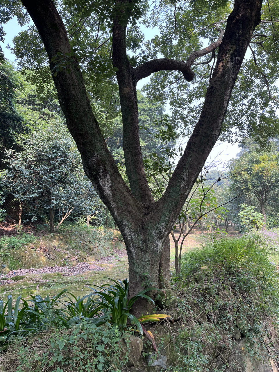 冠心病心绞痛中成药-正心泰胶囊  正心泰胶囊,由丹参,葛根,桑寄生