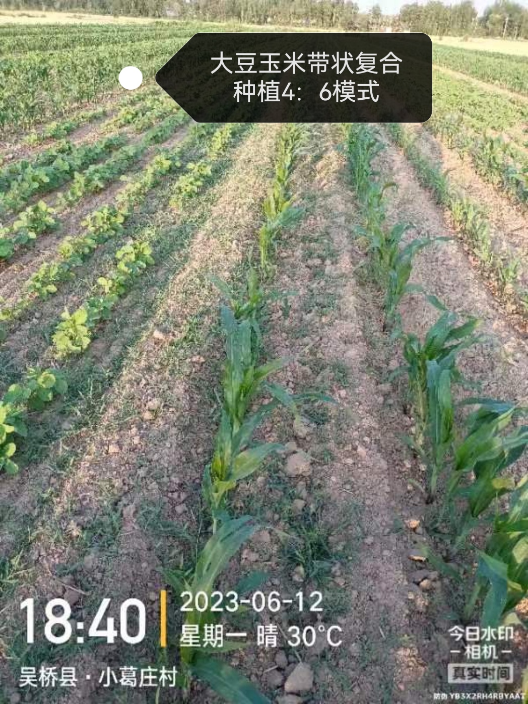 春播大豆玉米带状复合种植田 注意防治赤须盲蝽 赤须盲蝽,又称赤角盲