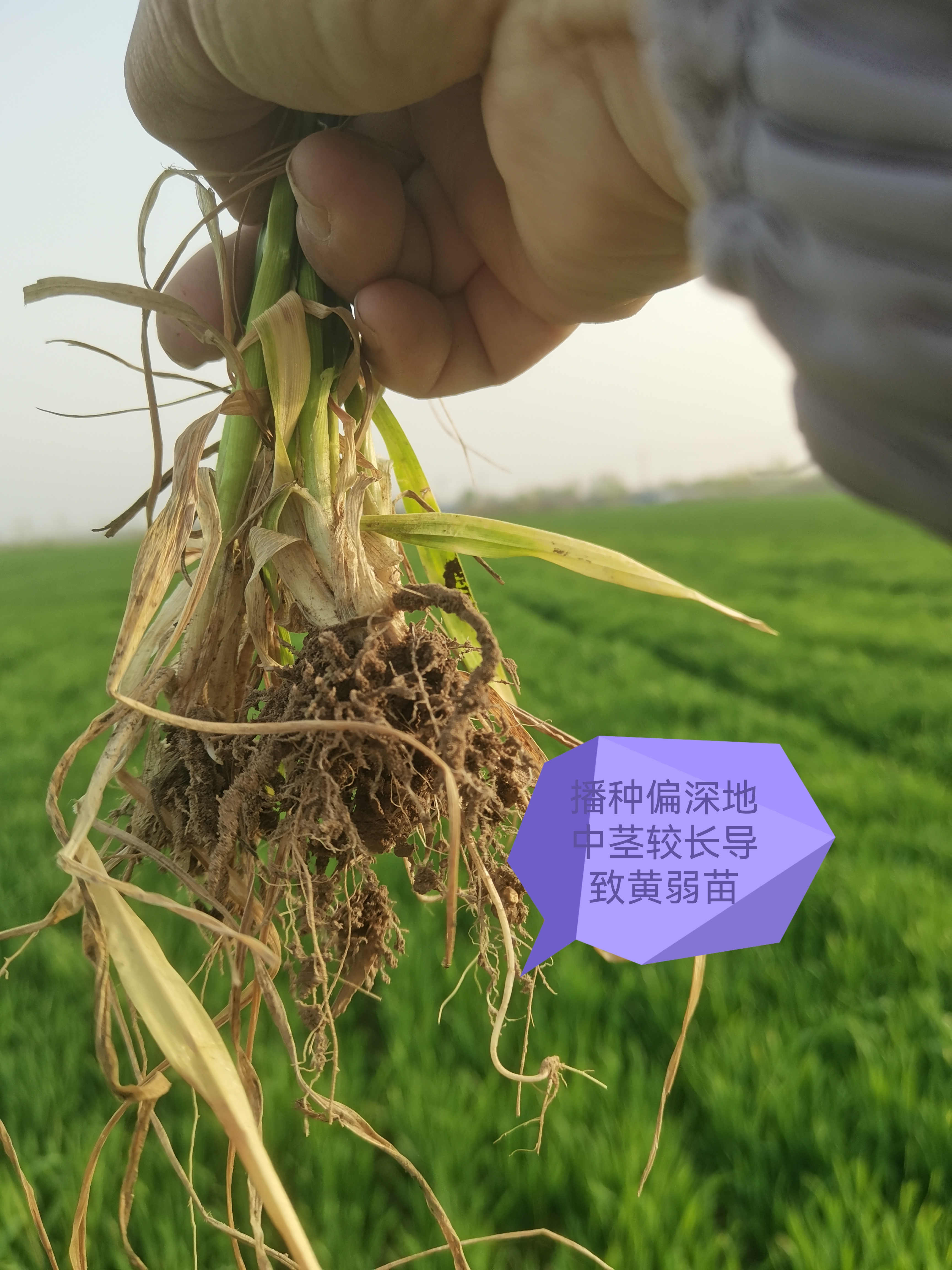 今年小麦黄苗多八大原因说端详 进入4月份小麦陆续进入拔节期拔 节