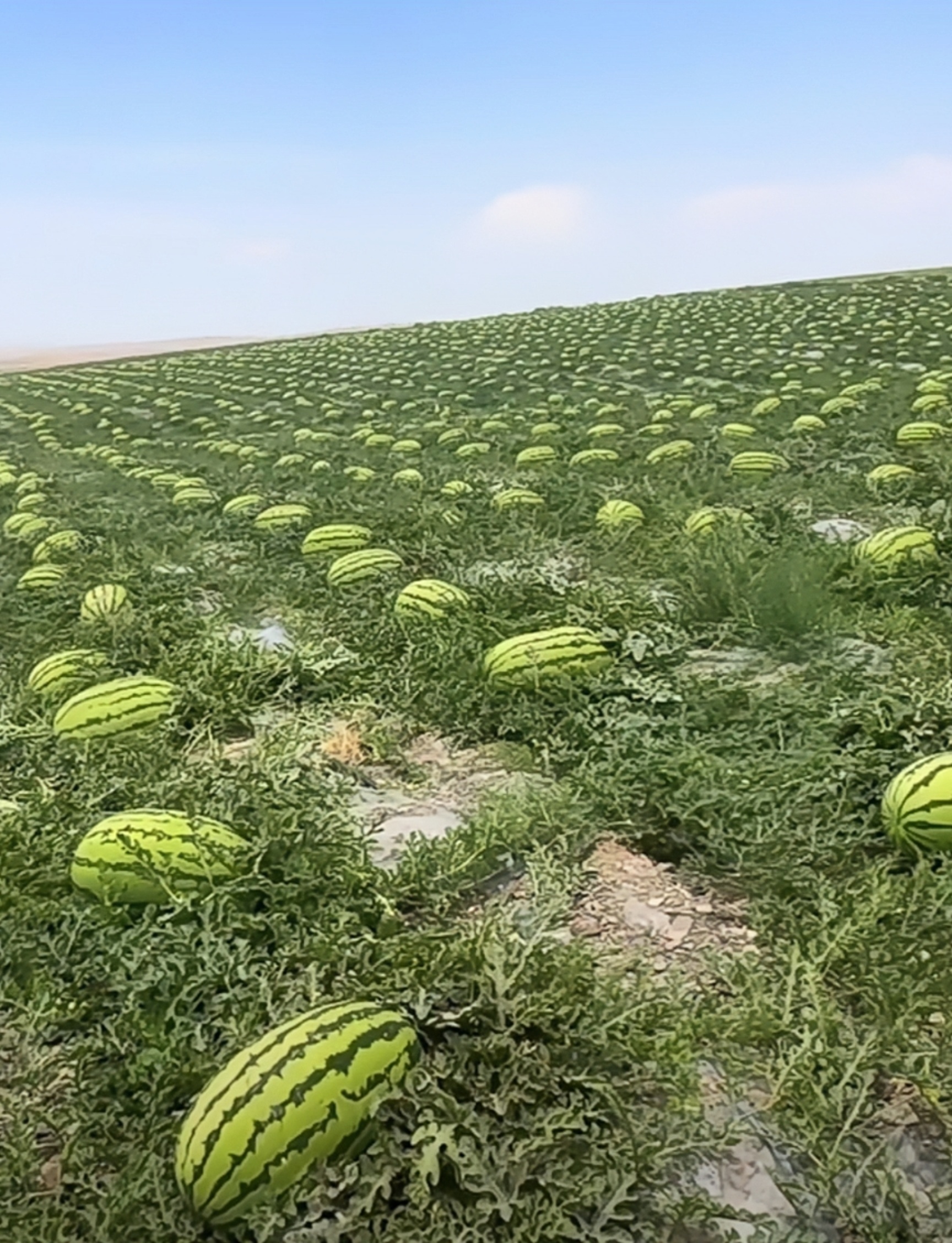 西瓜地手机壁纸图片