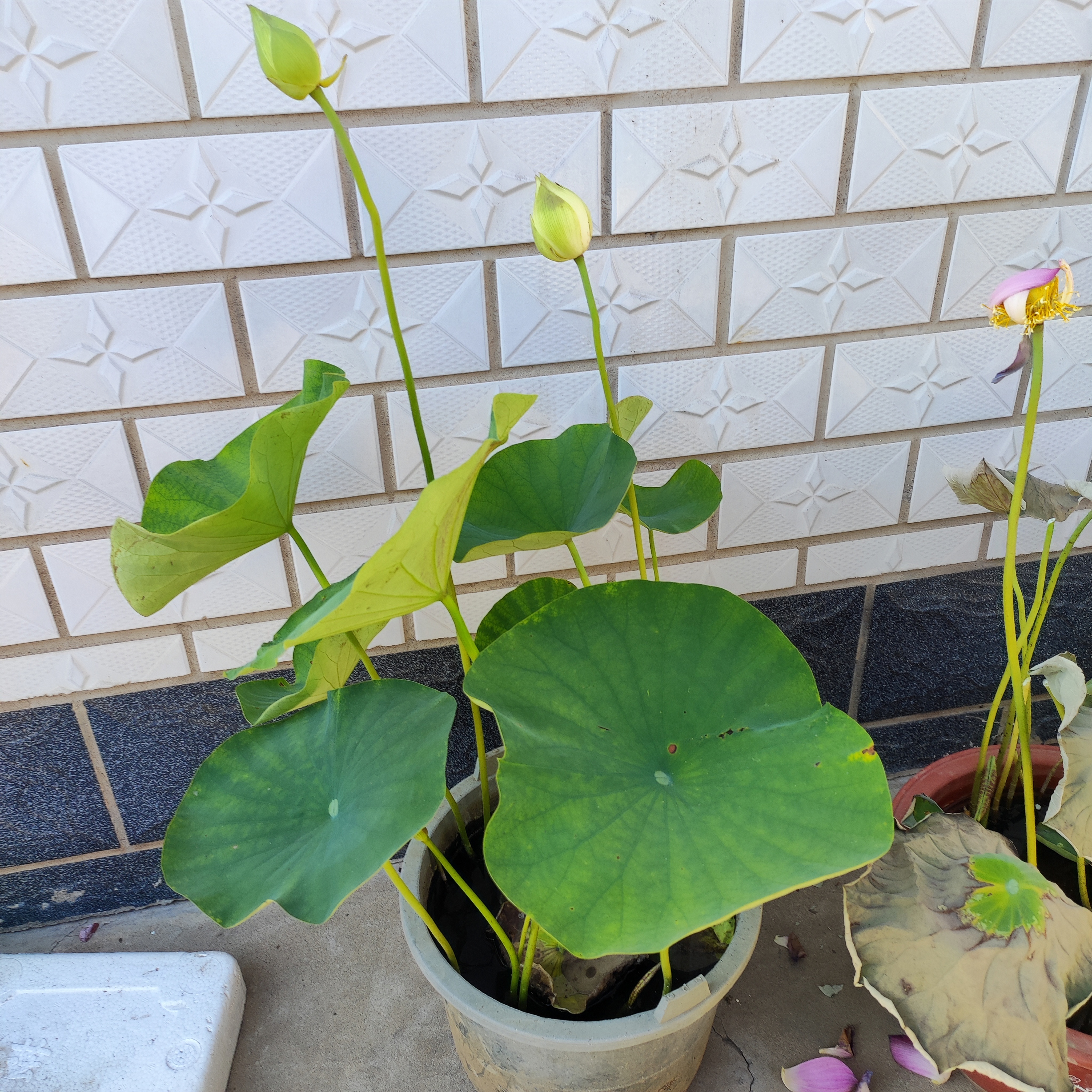 第一次我自己种荷花,小心地种下荷花的苗,每天精心的观察它.