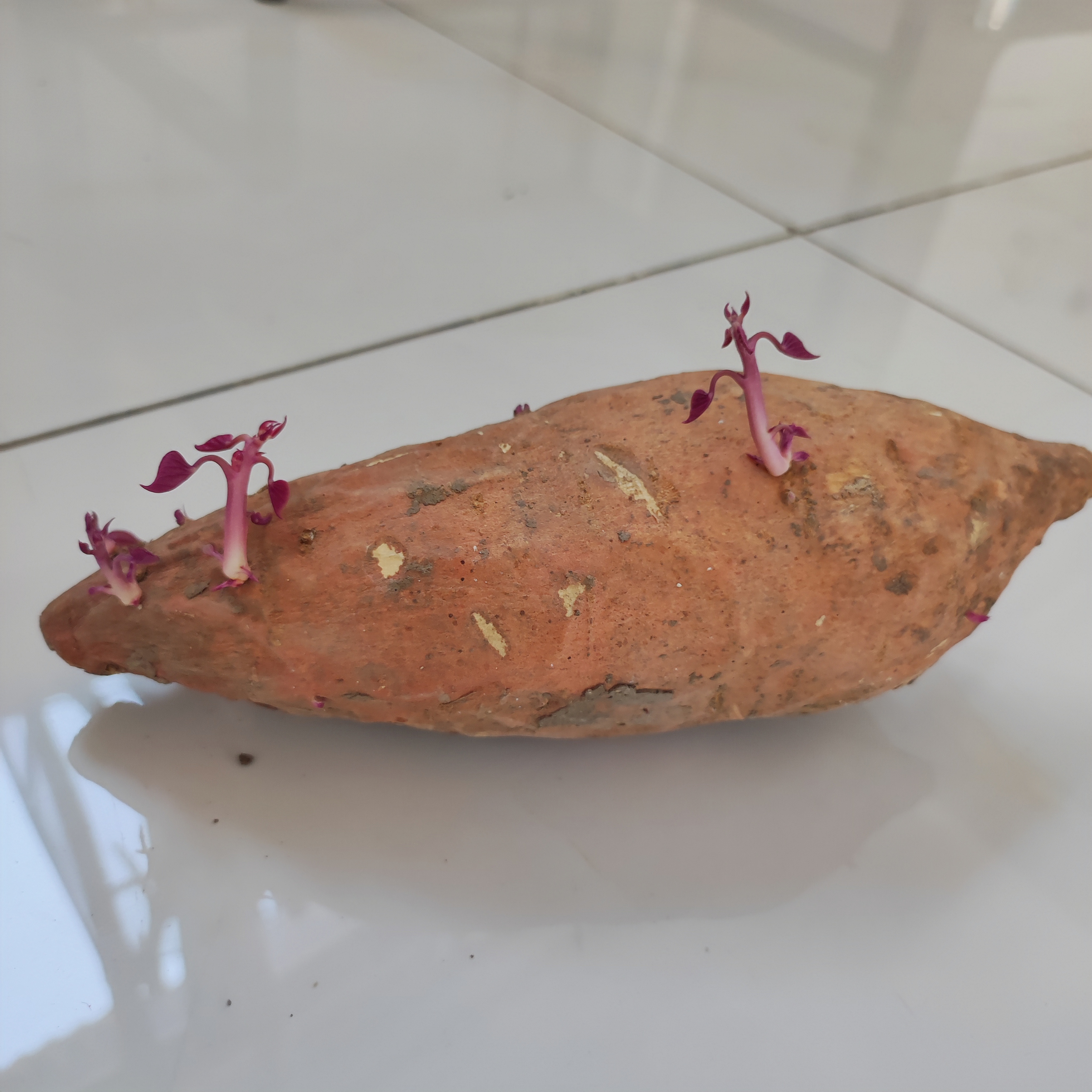 红薯发芽了,长出了小枝头,大自然创造了许多生命的奇迹.