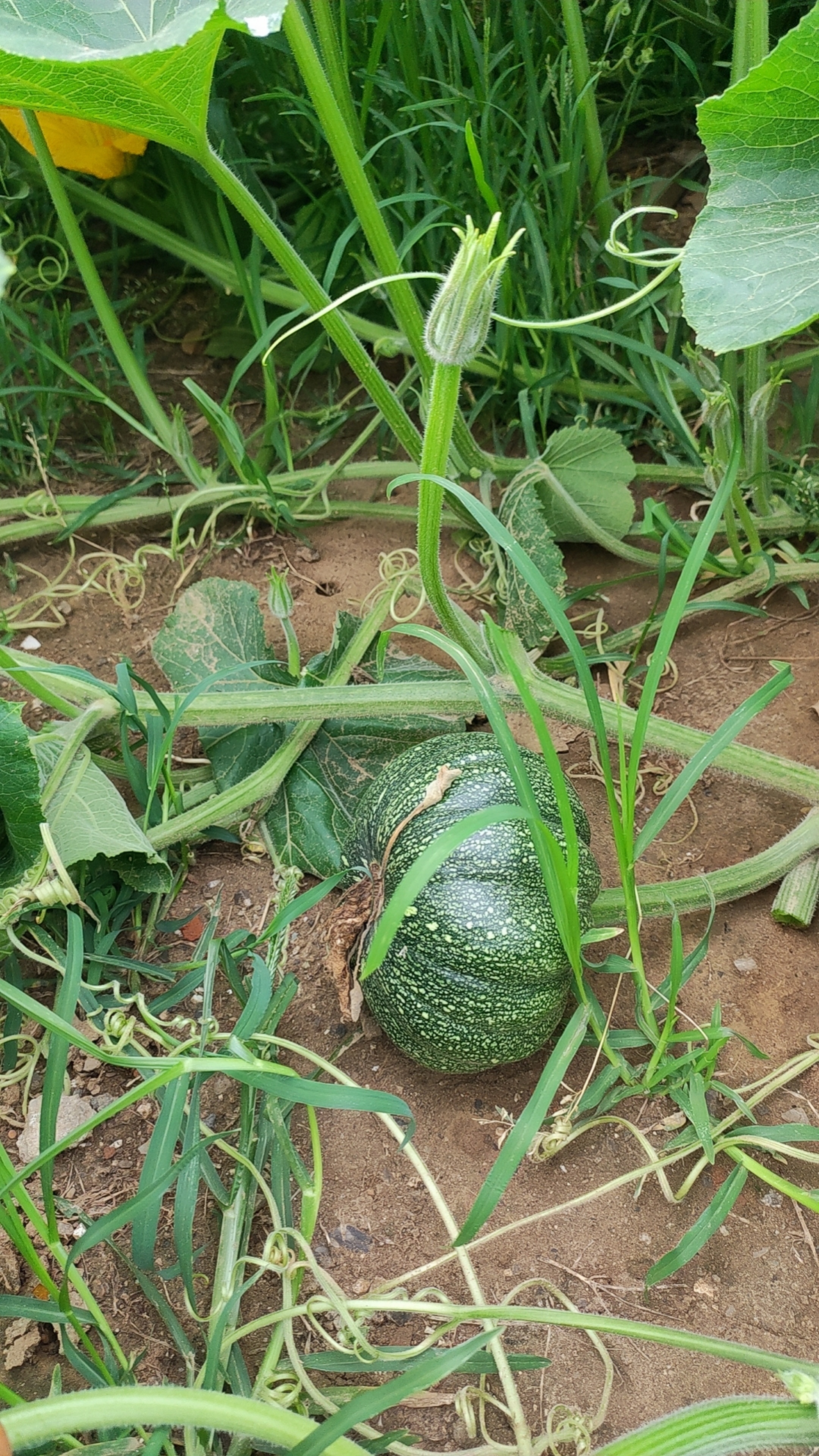 这是为什么呢?朋友们,你们说是因为今年雨水大吗?#热点引擎计划