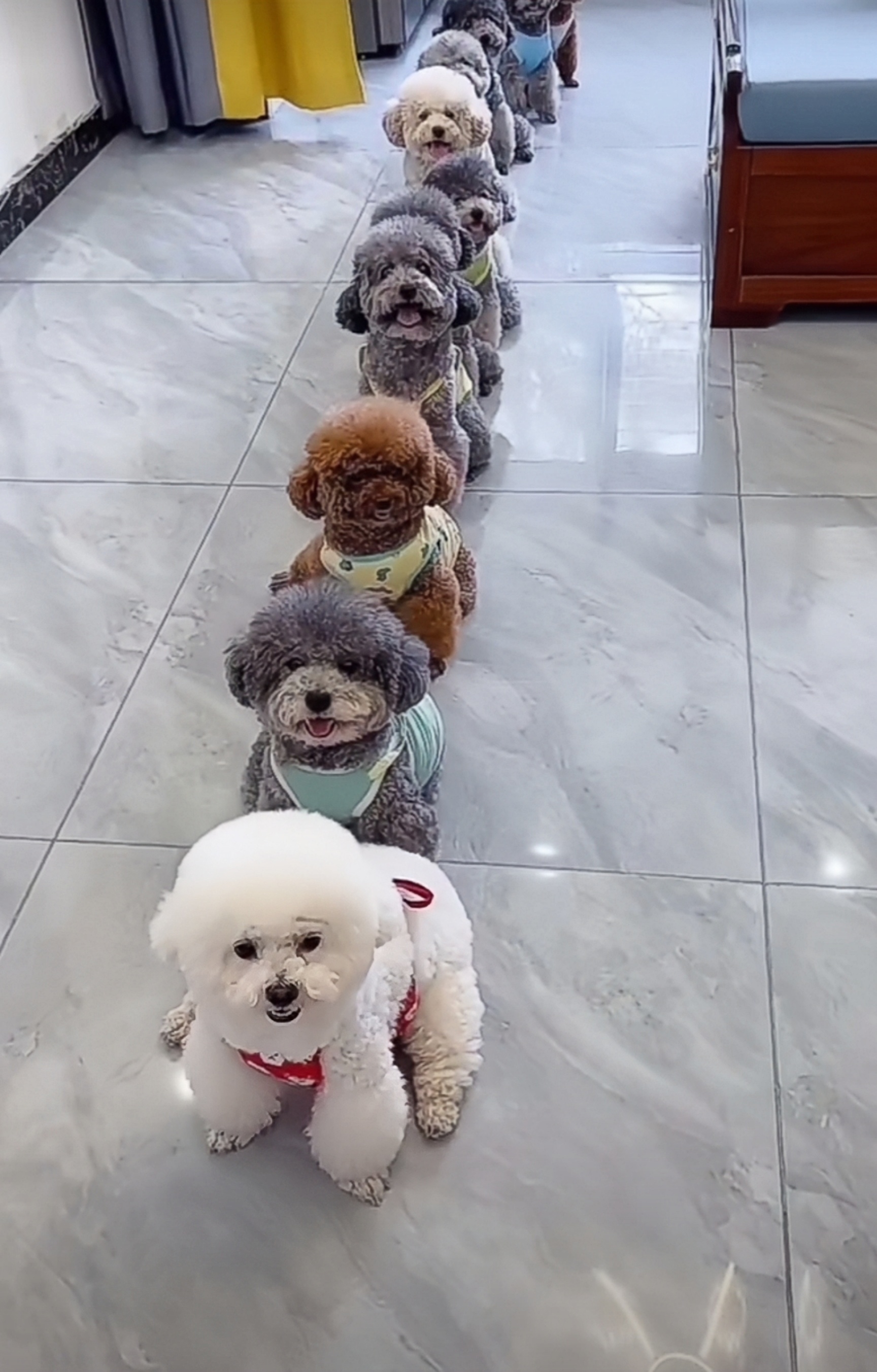 这群可爱的小动物们在一起度过欢乐的时光.