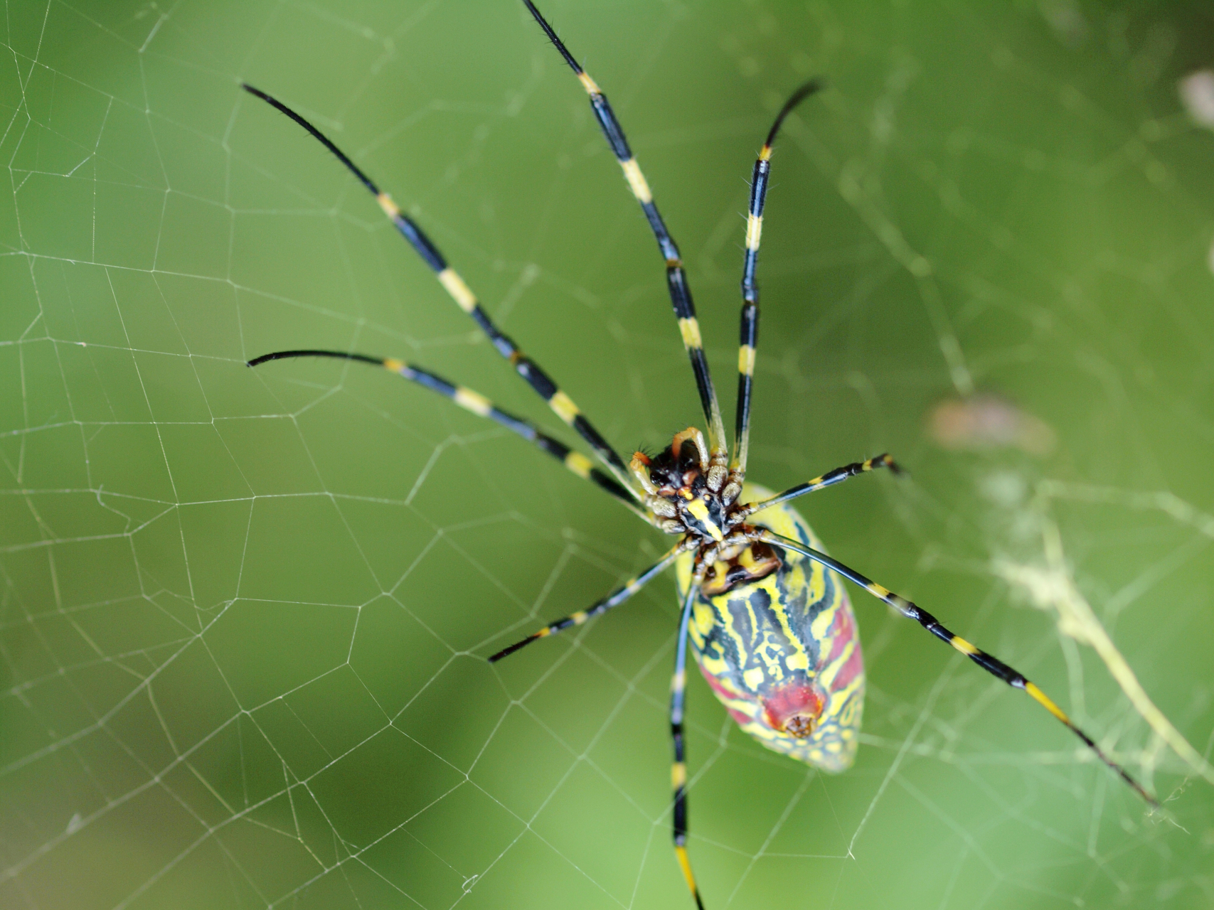 蜘蛛侠 花花绿绿,知足常乐