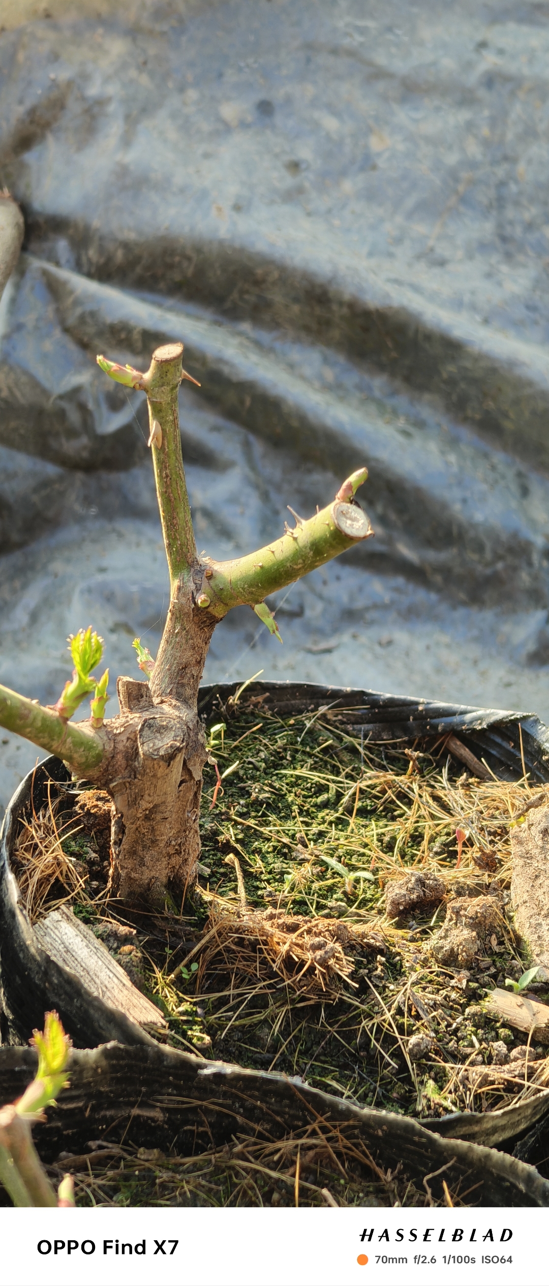 节日礼花,灌木,花瓣是红白相间的条纹,属于最艳丽的