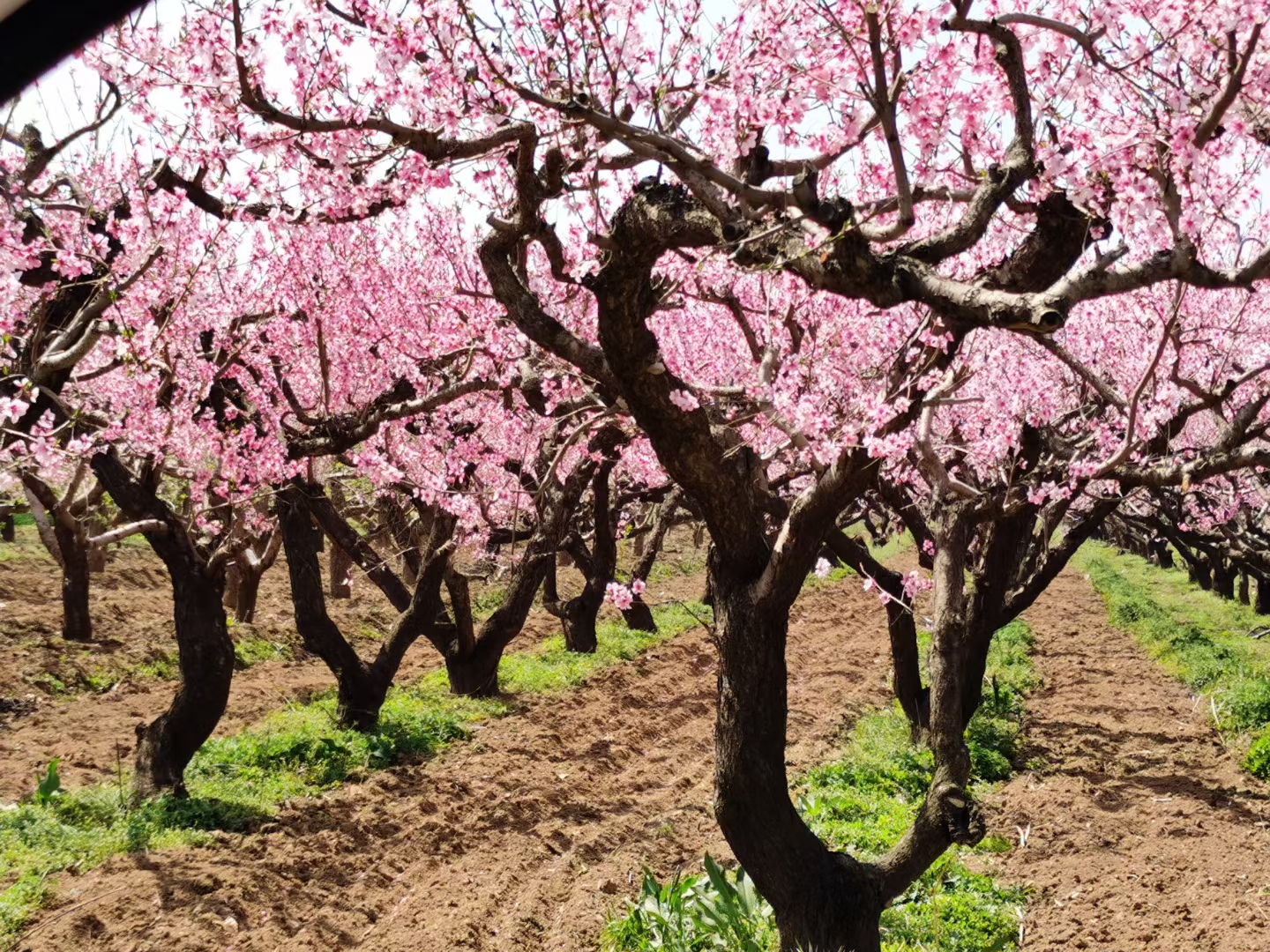 《桃园记》   作者  张辉 十里坎桃园,蜜情賽花红.