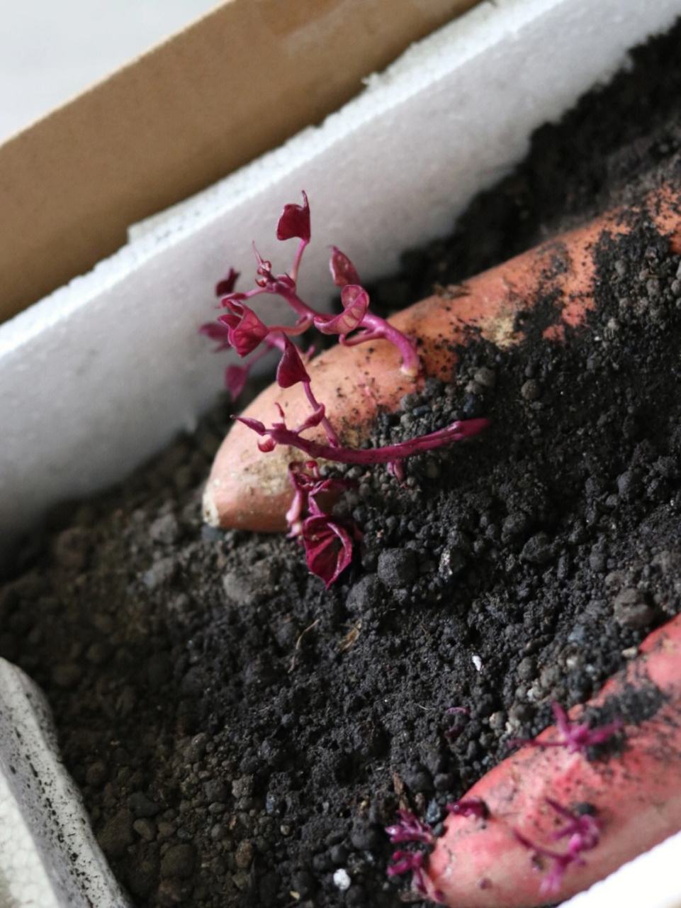 四上3习作—写观察日记 记录红薯的生长过程 日期:2023年6月21日 由于