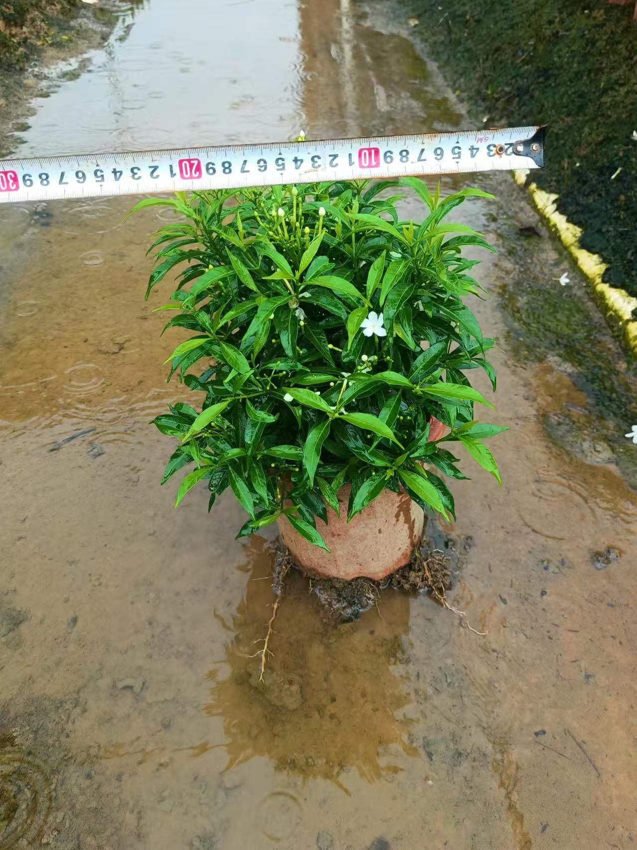 珍珠狗芽花大量出售自家苗圃货源