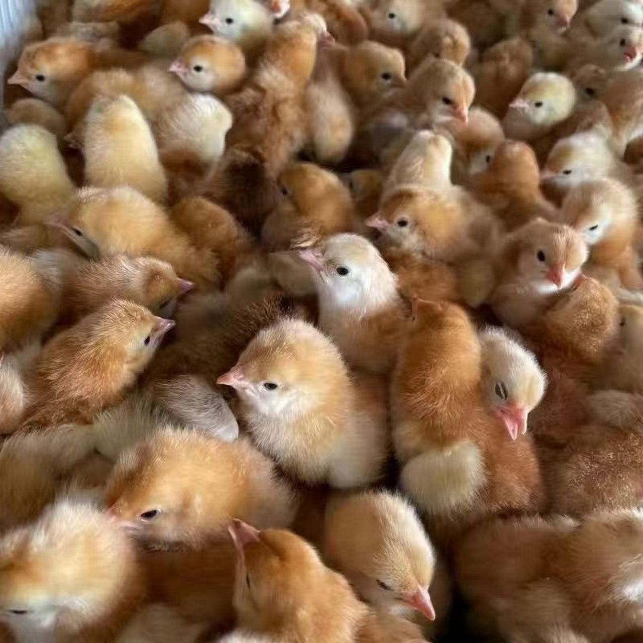 九斤红公鸡苗发货