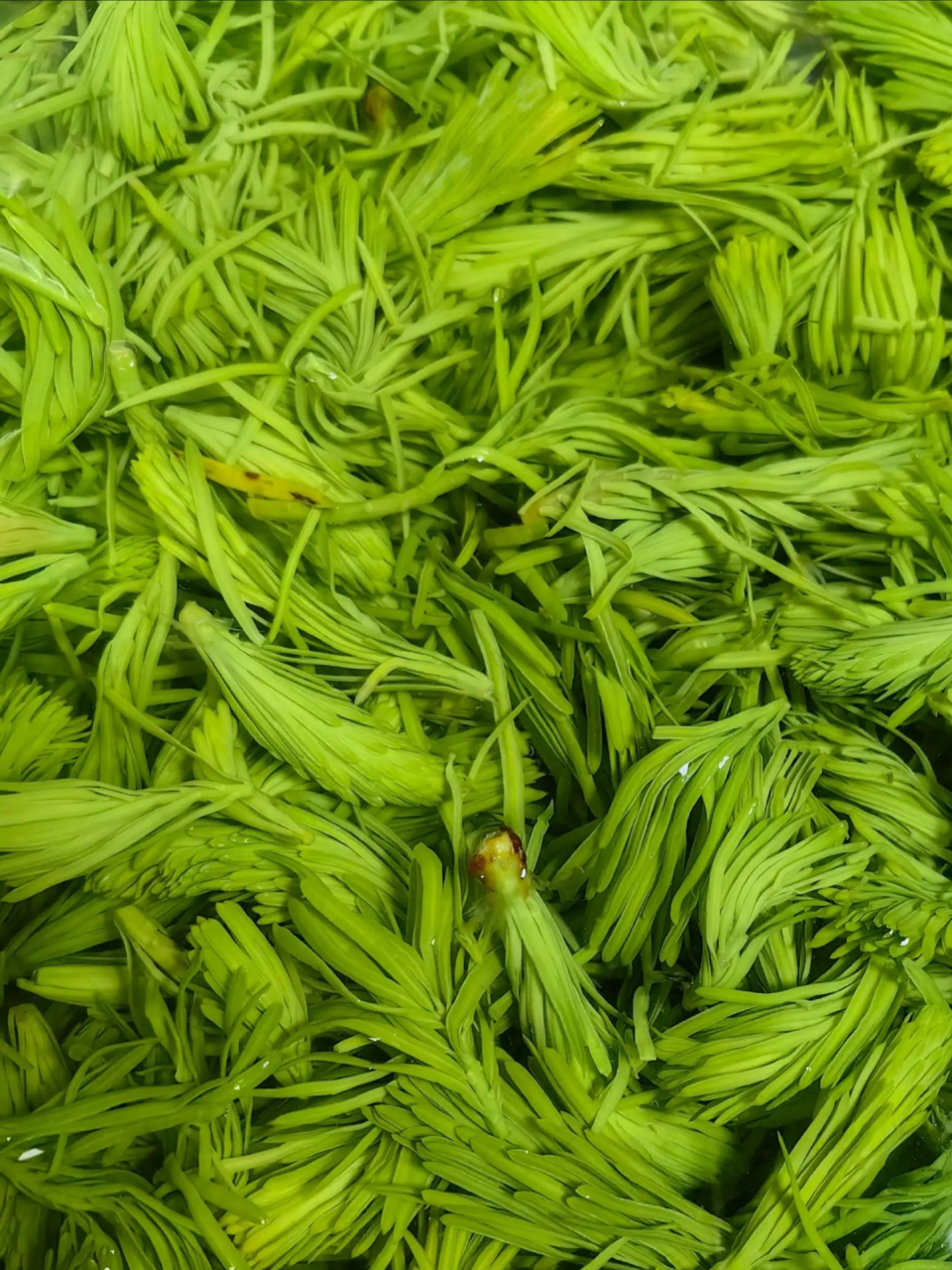 有网友说看到松树尖很嫩,就采了一些回家包饺子,还说很好吃,一