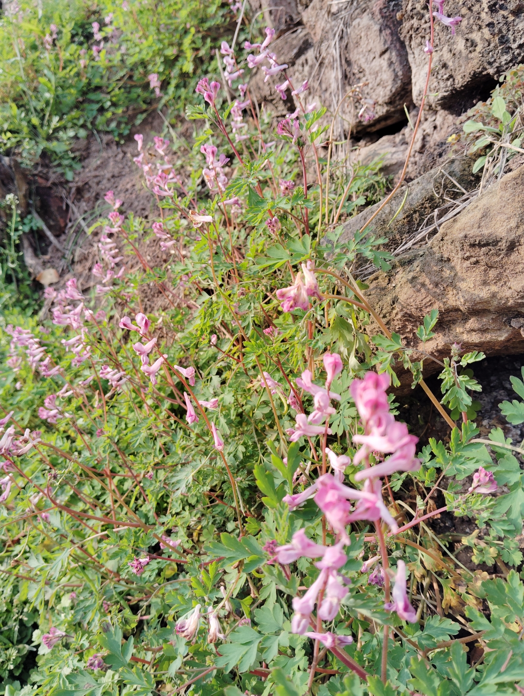 紫堇,在我们这里