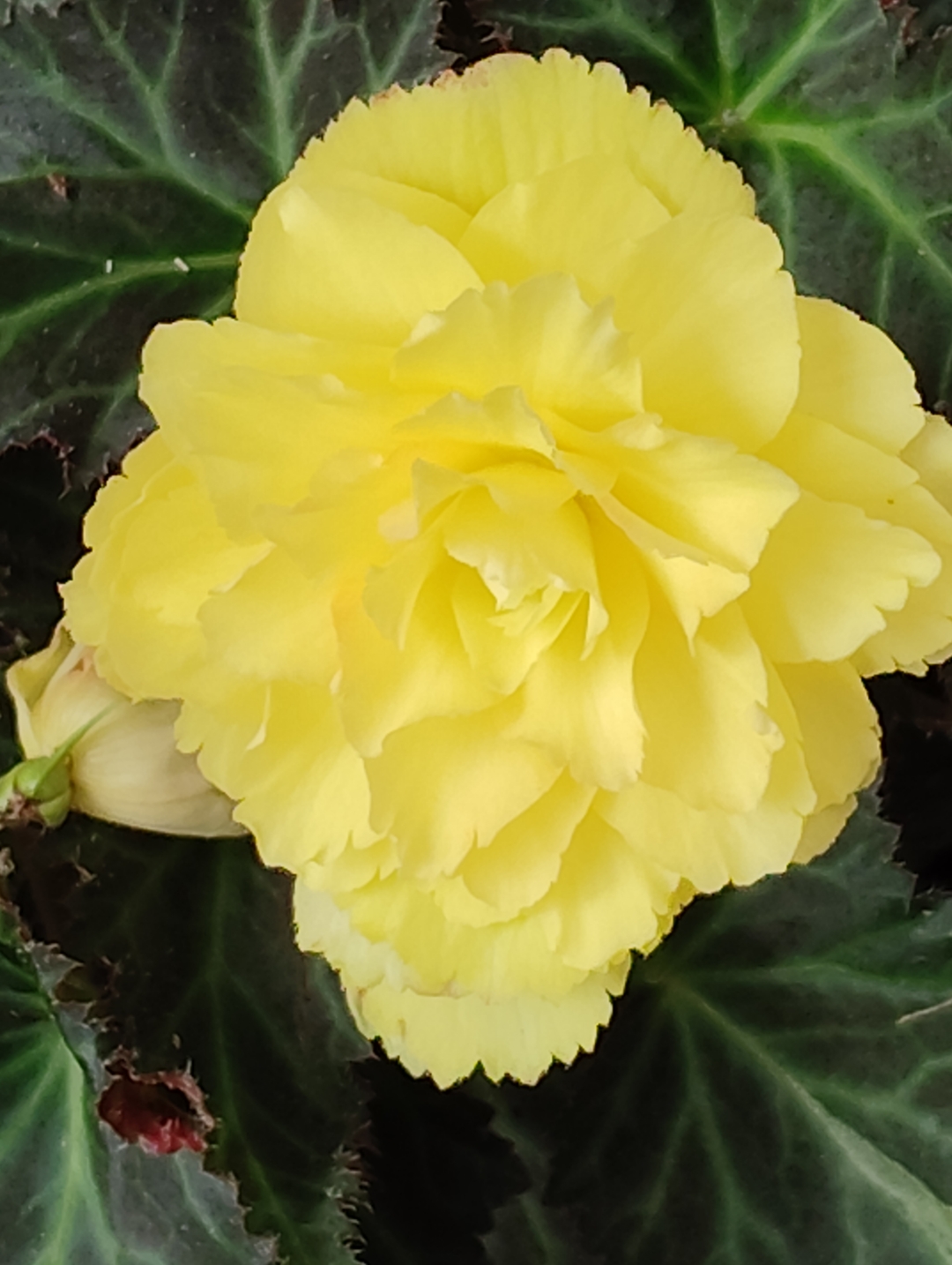 此海棠非彼海棠哦,秋海棠又称相思草