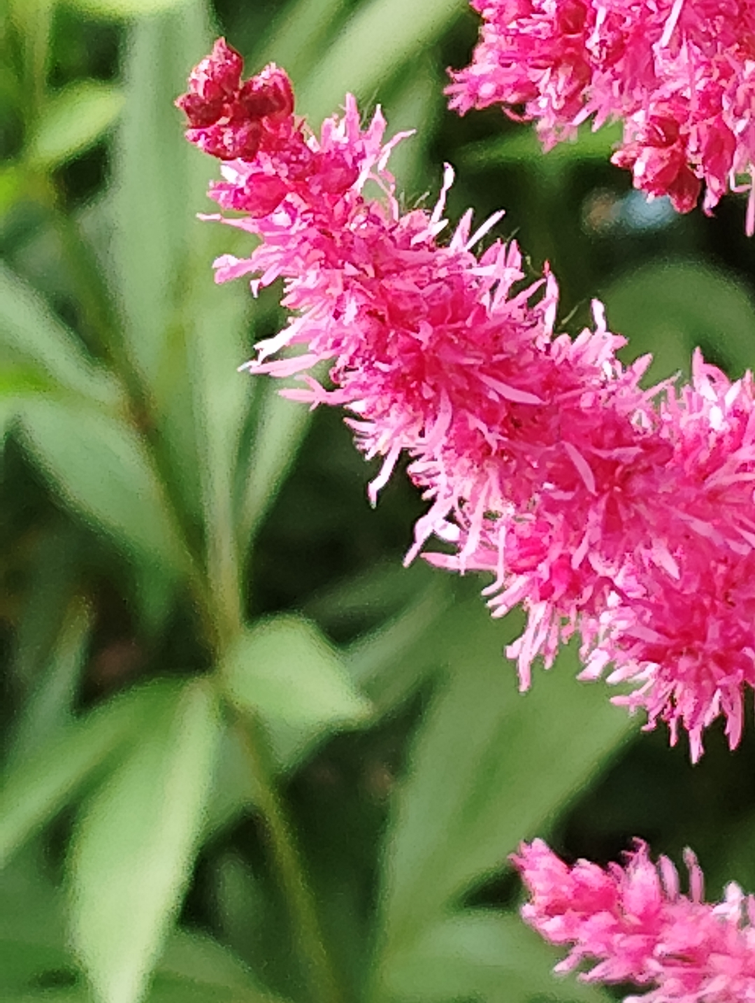 每日一花之落新妇 落新妇,落新妇属多年生草本植物,别名,红升麻,金毛